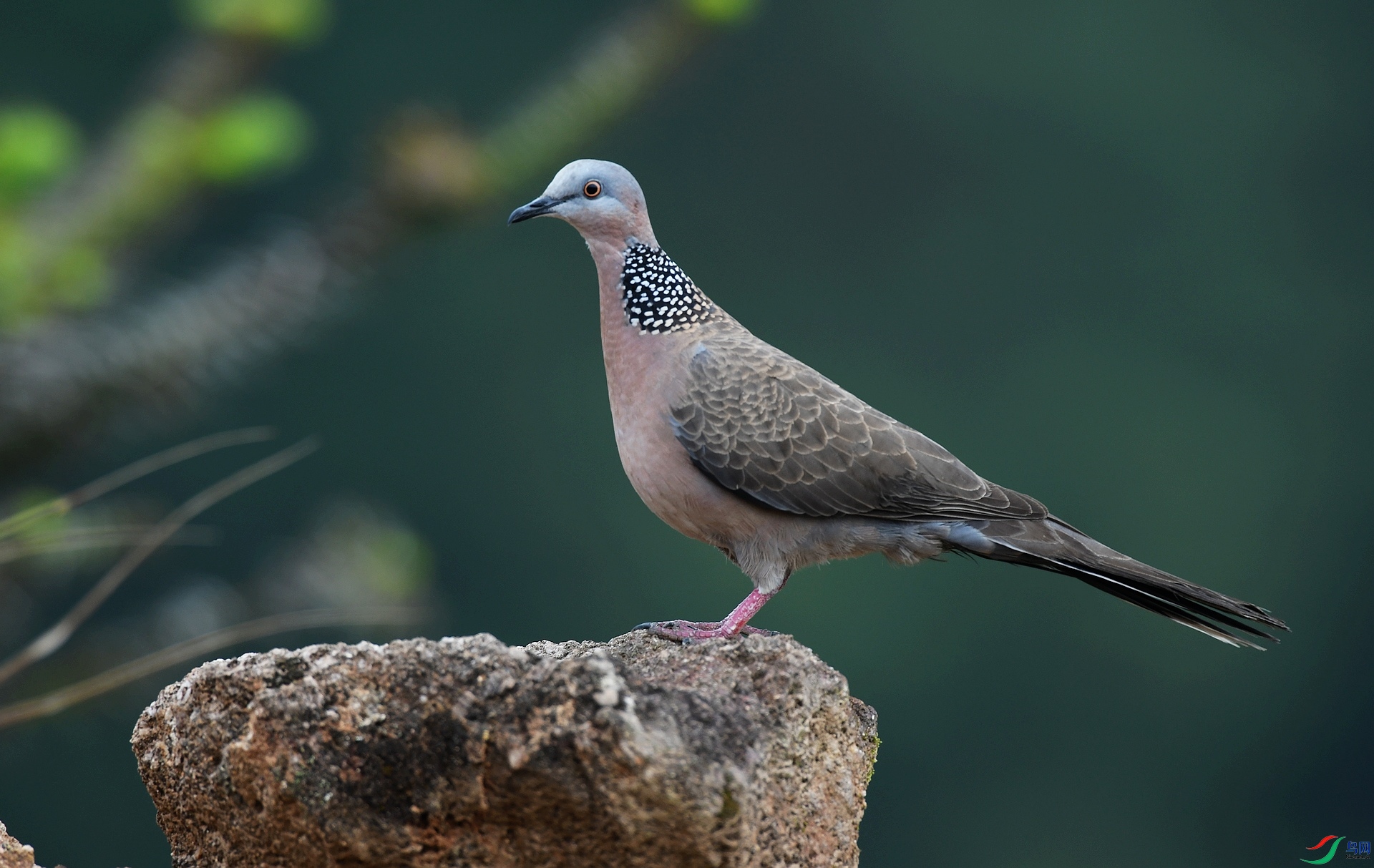 DSC_9201.jpg