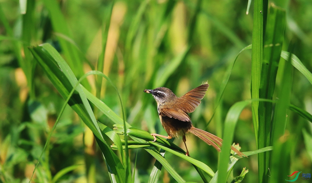 ���� IMGL1800�鶯��.JPG