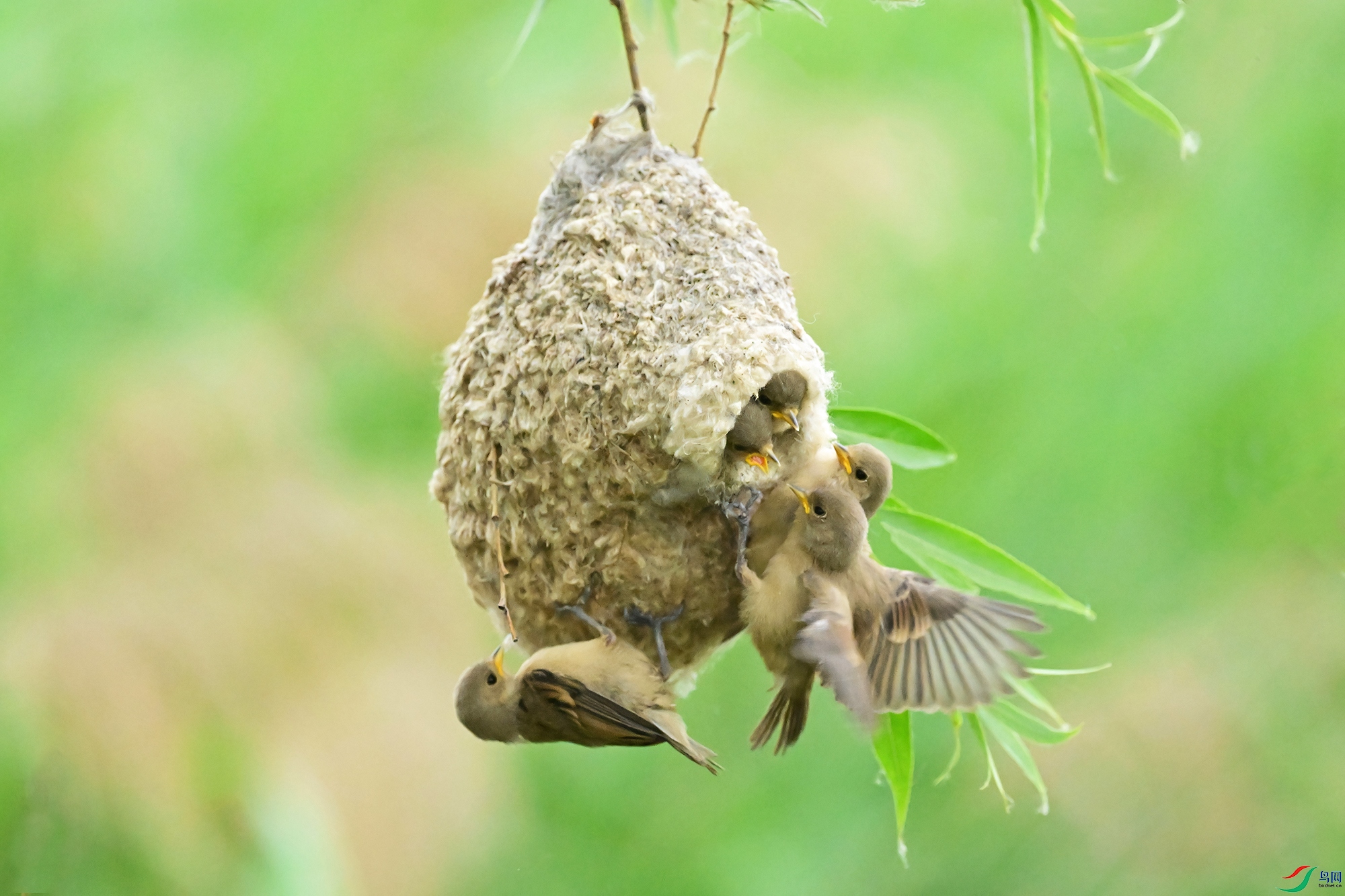 DSC_2706-V.jpg