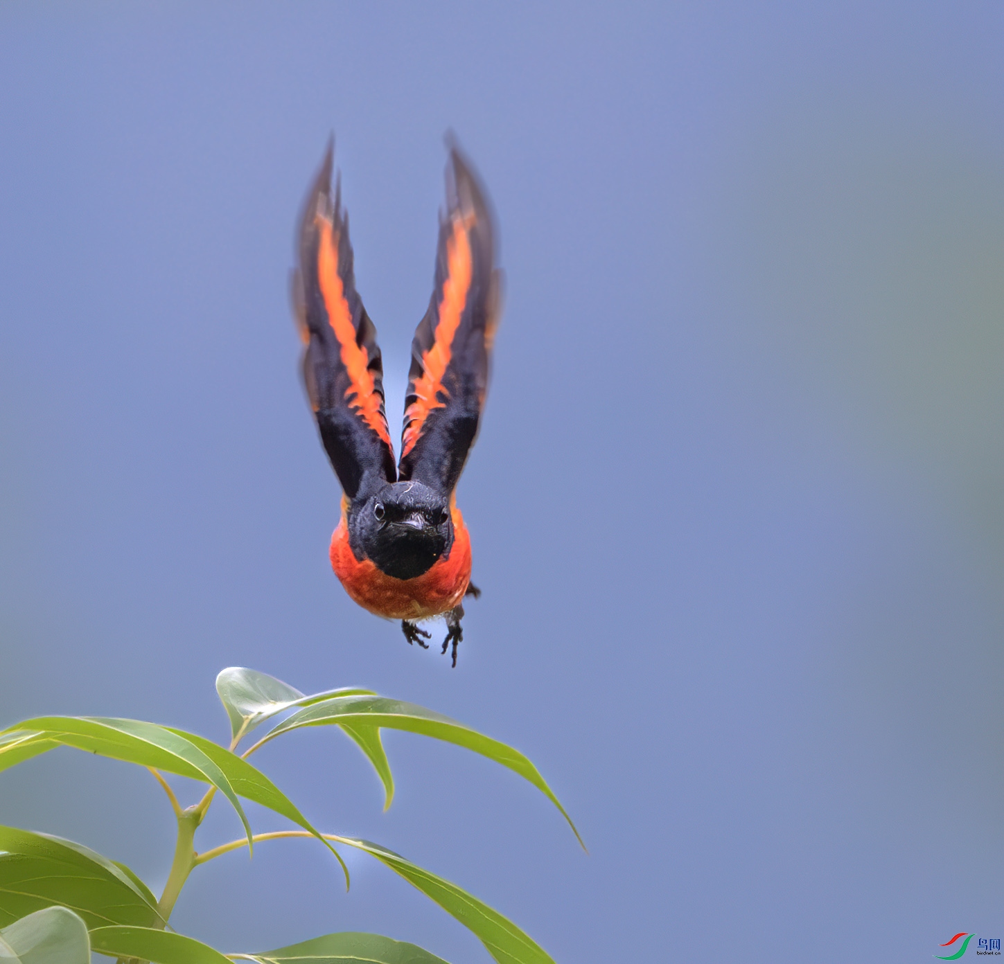 Y25_8626-����ǿ-NR ����.jpg