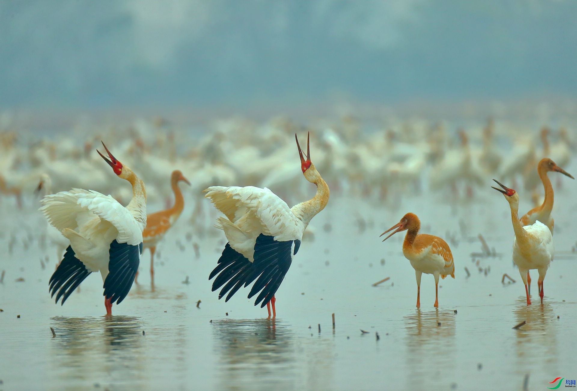 �׺׳��� ���� 8341  �ܶ�.jpg