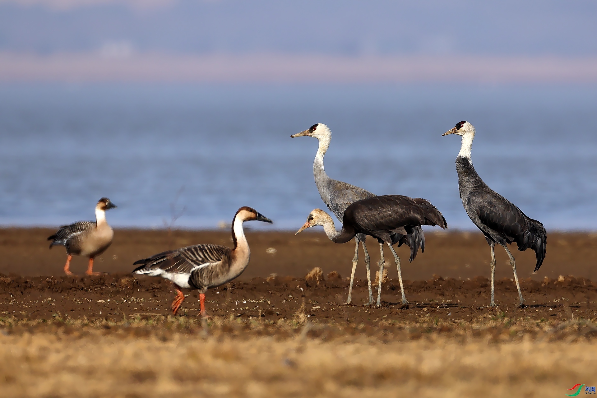 �����ʸ���  ���� Ӣ��hero  ����.jpg