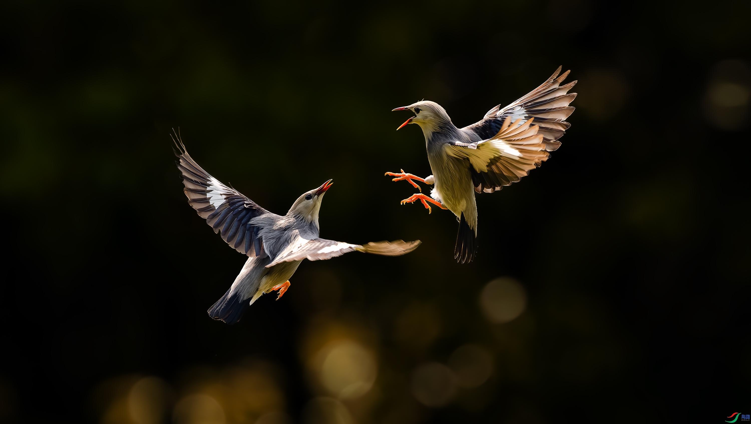 Ѹ�ͳ���  ���� Hsia  ����.jpg