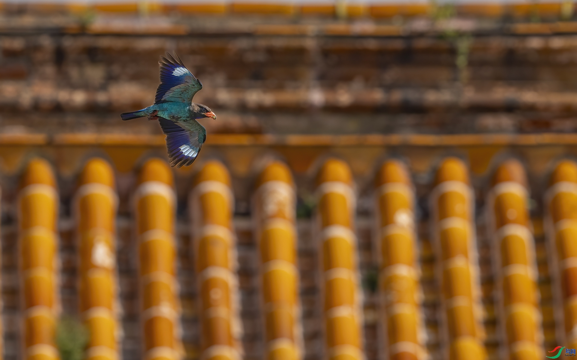 �������  ���� ���� ����.jpg