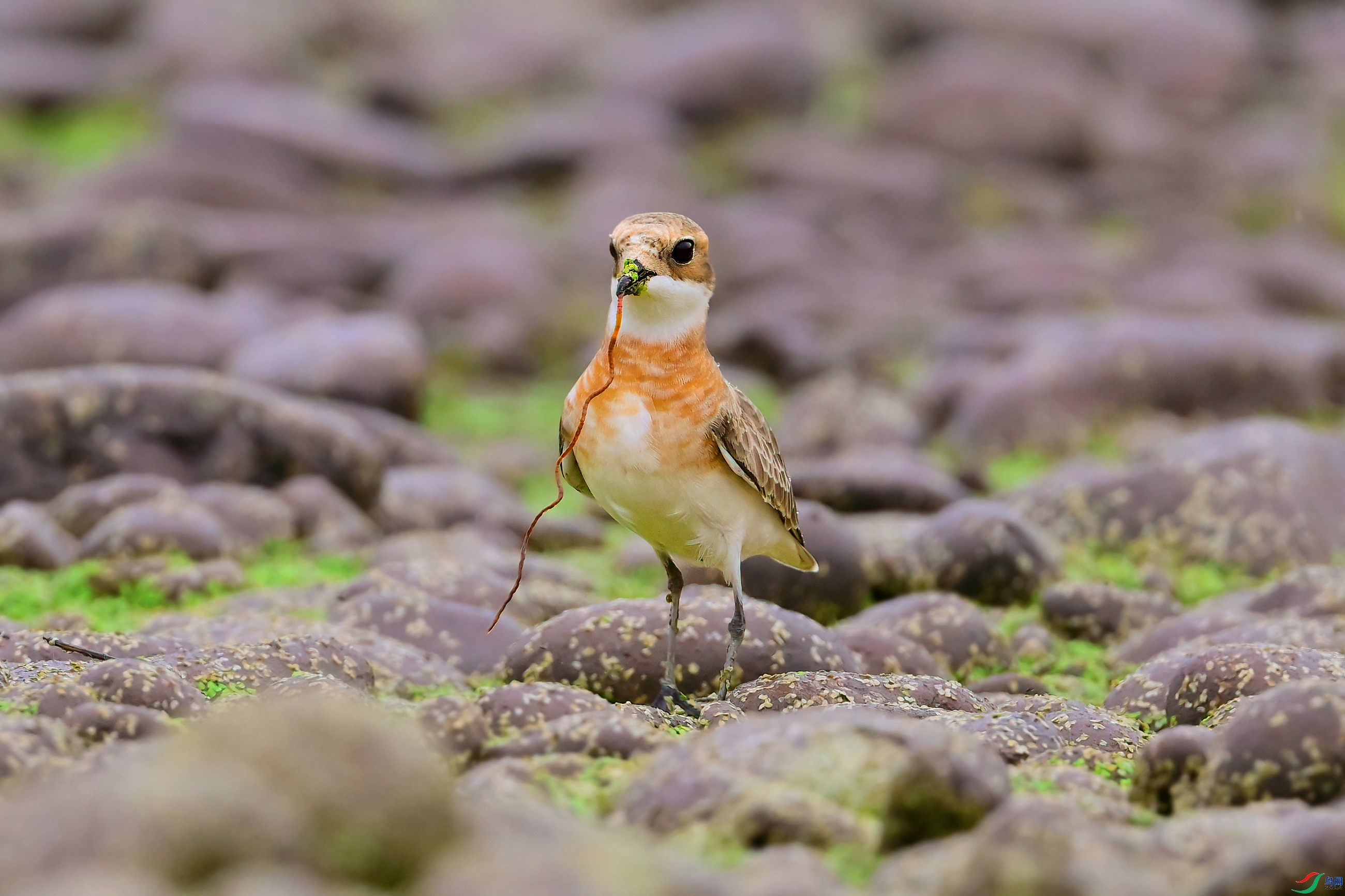 ��ζ������ ���� �չ�����-����  ����.jpg