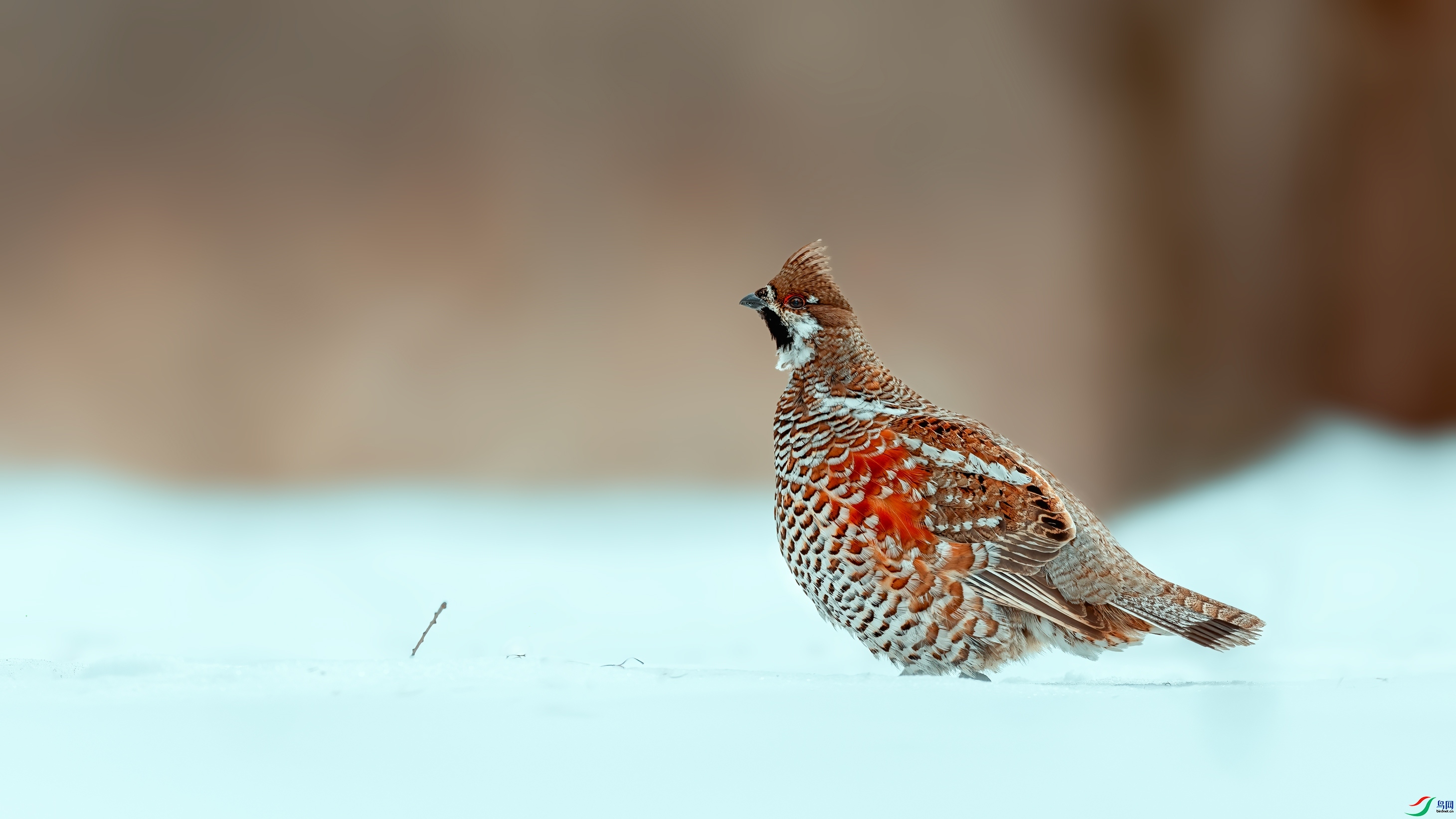 ��β黼�  ������־���� ����.jpg