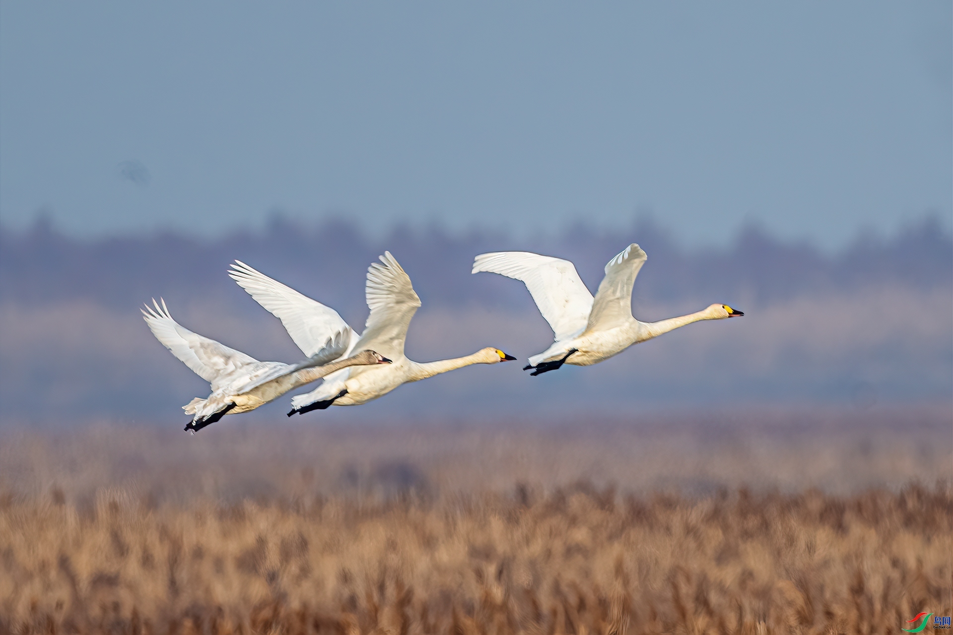 �ɹ�«��  ���� ����.jpg