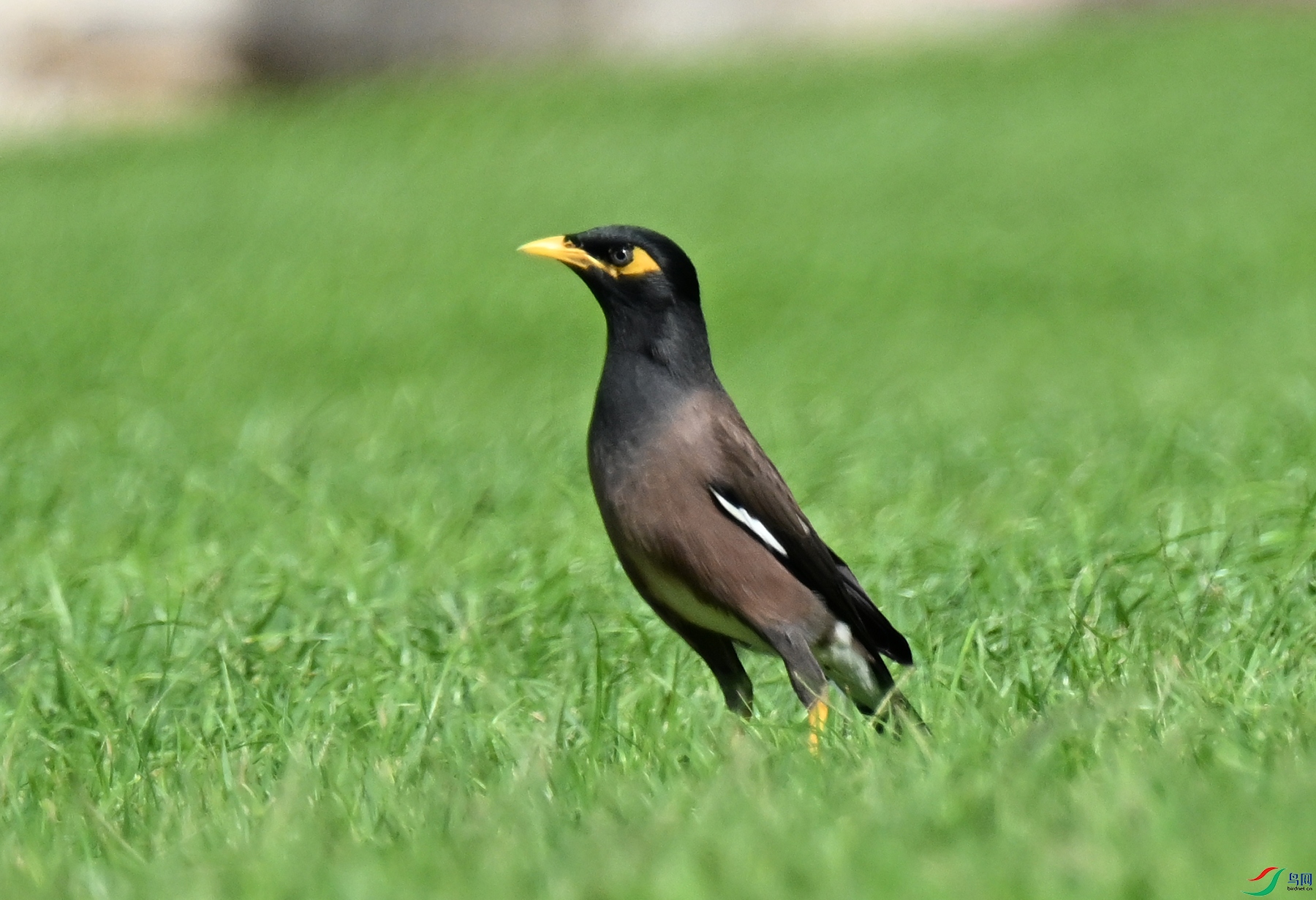 DSC_0474a.jpg