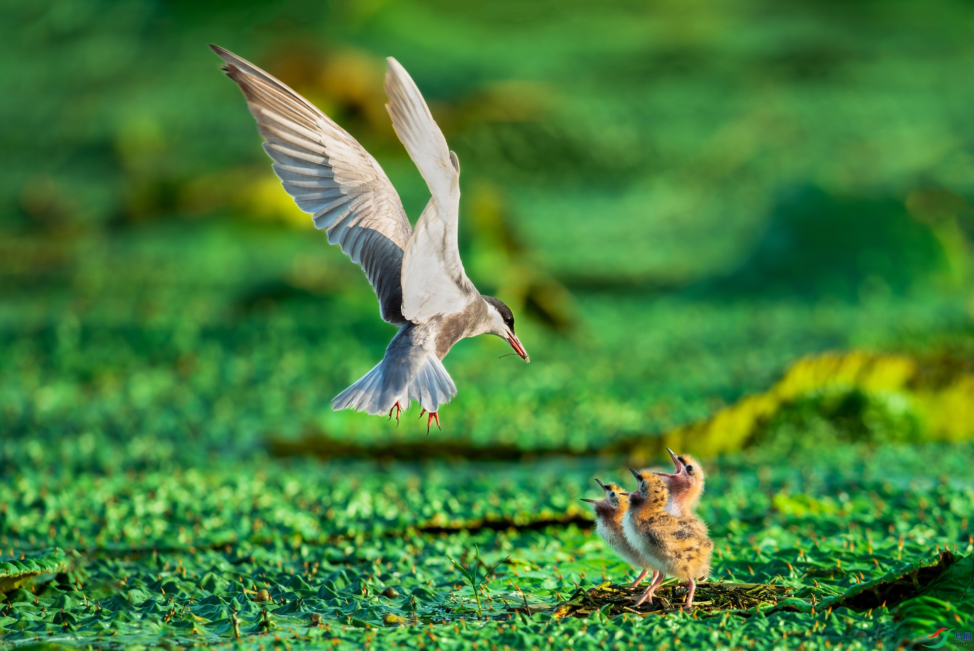 DSC_7908-����ǿ-NR.jpg