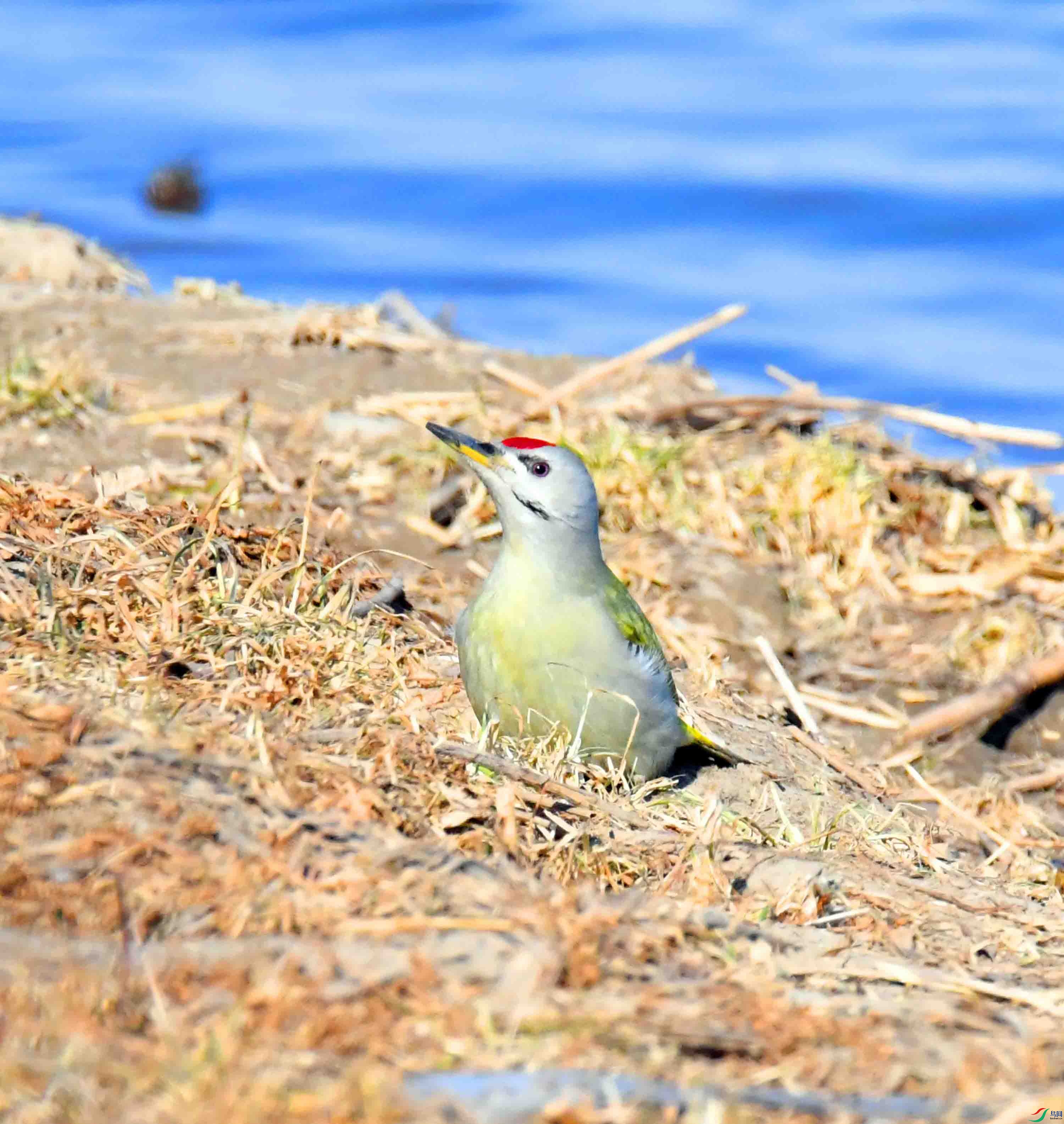DSC_1604.JPG
