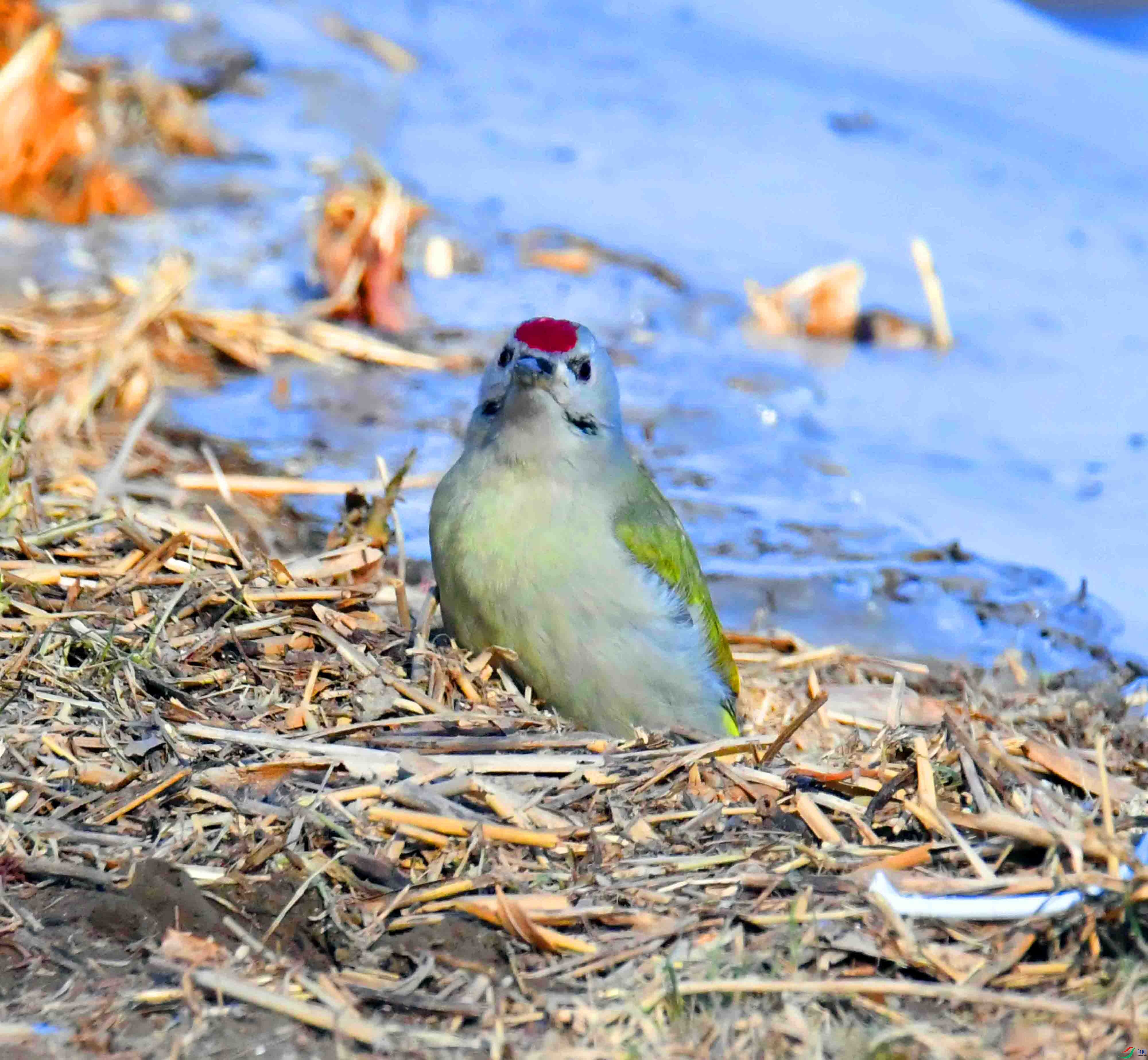 DSC_1643.JPG