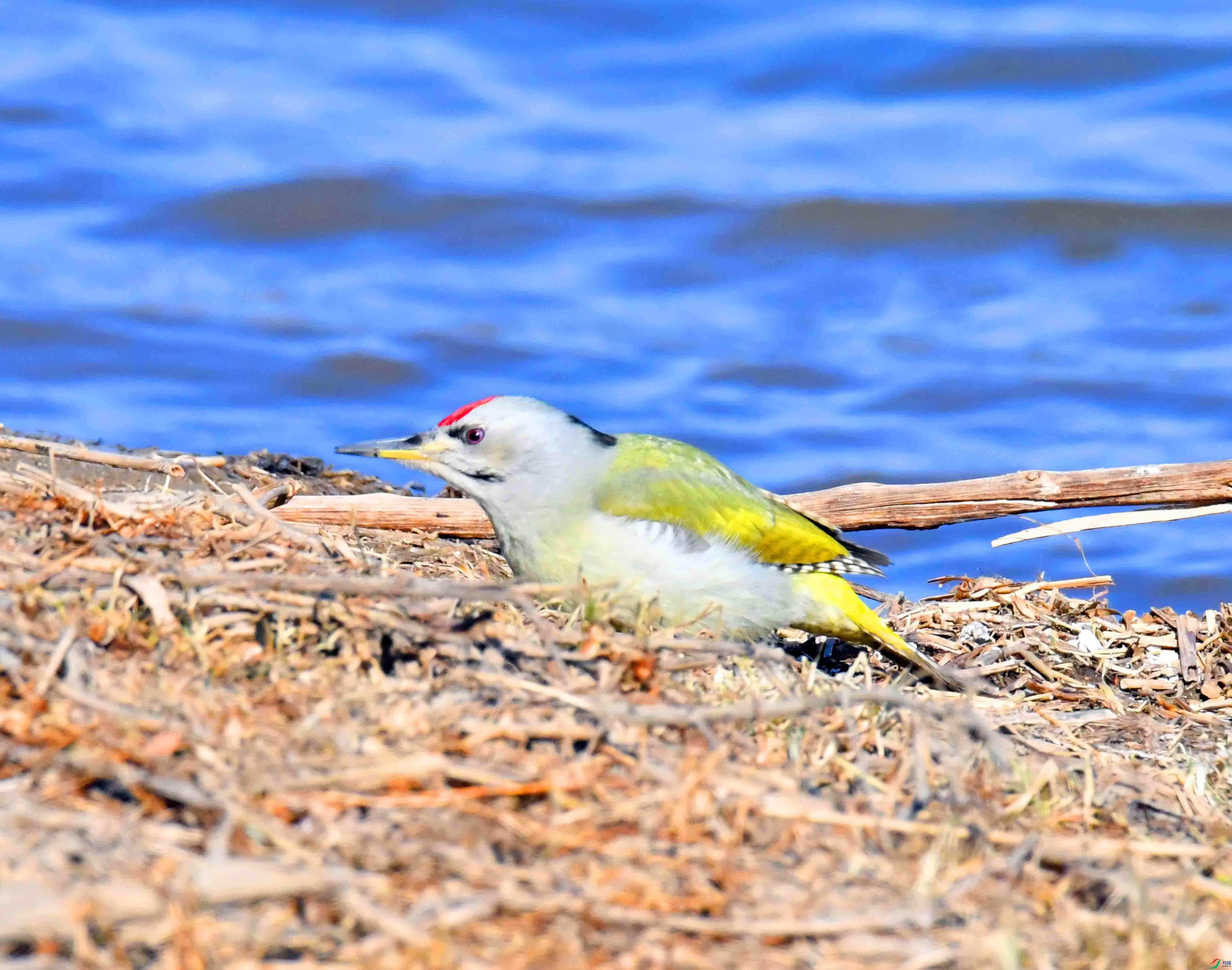 DSC_1671.JPG