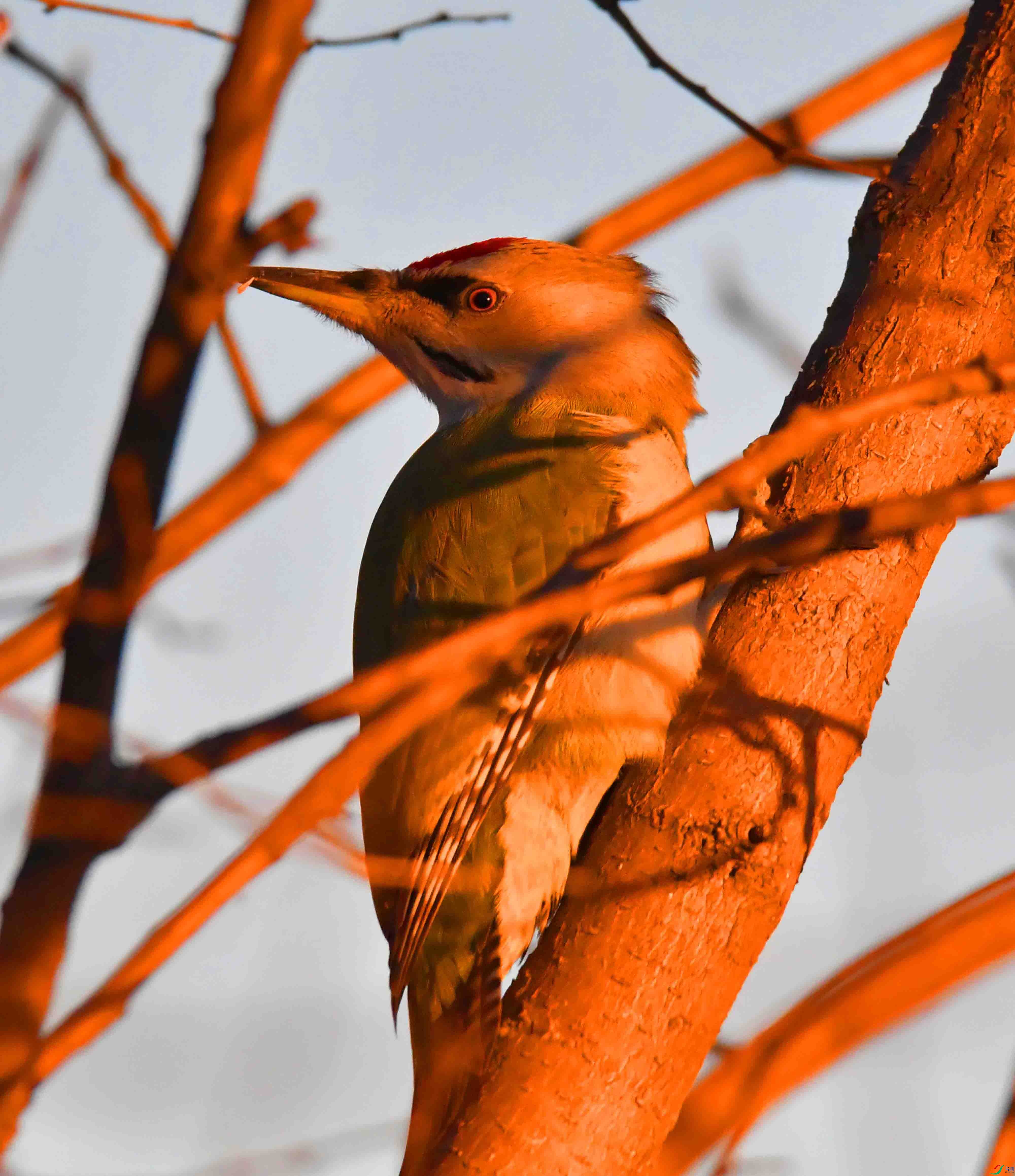 DSC_9912.JPG