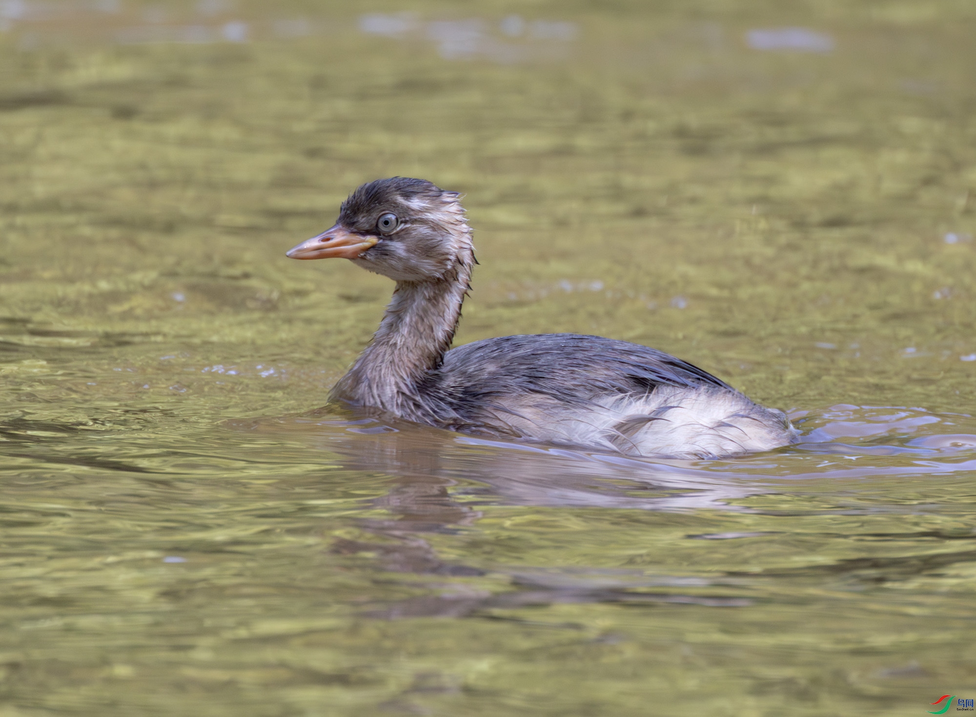 2I1A1219-����ǿ-NR ����.jpg