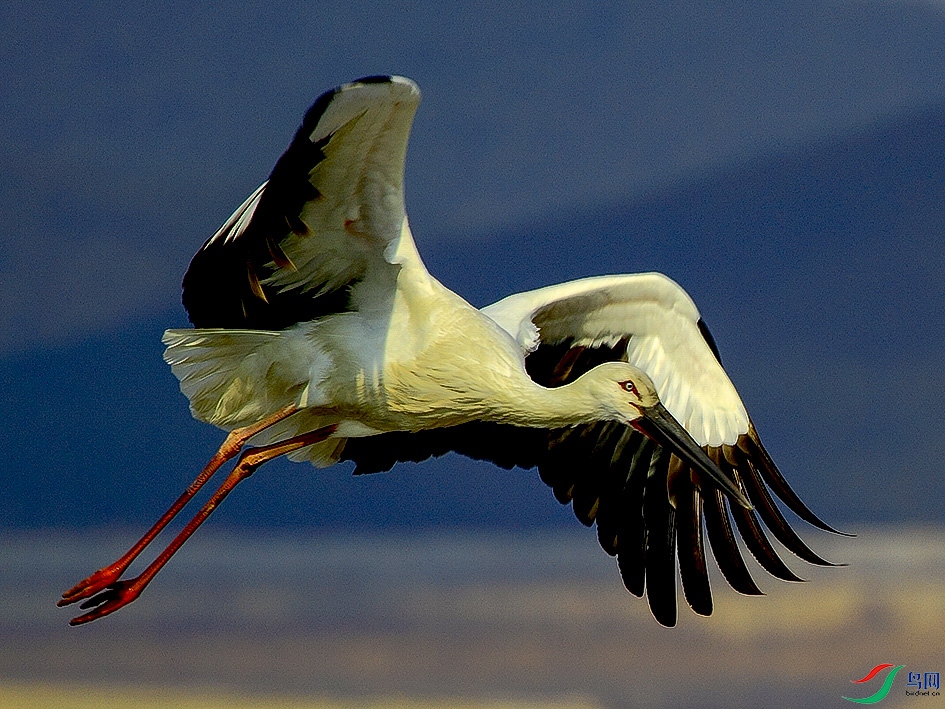 _MG_2531 ����.jpg