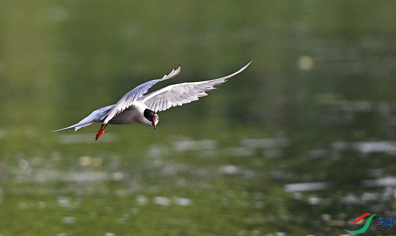 DSC_9765.JPG