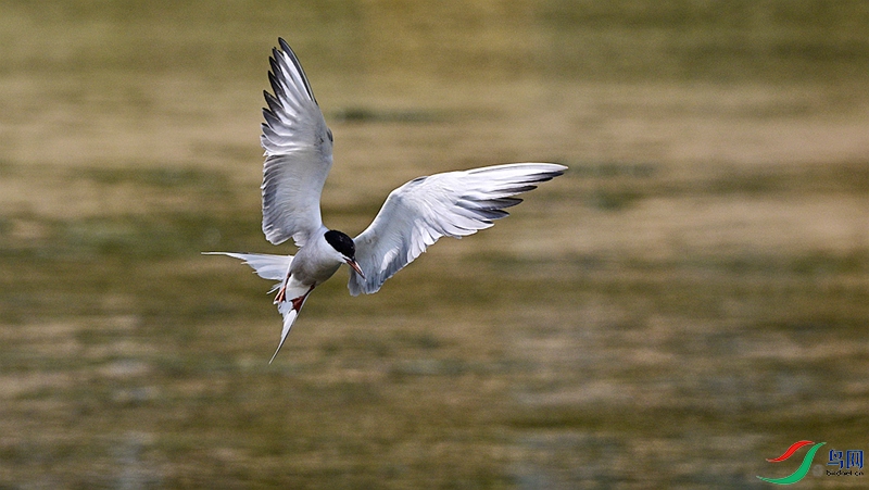 DSC_1334.JPG