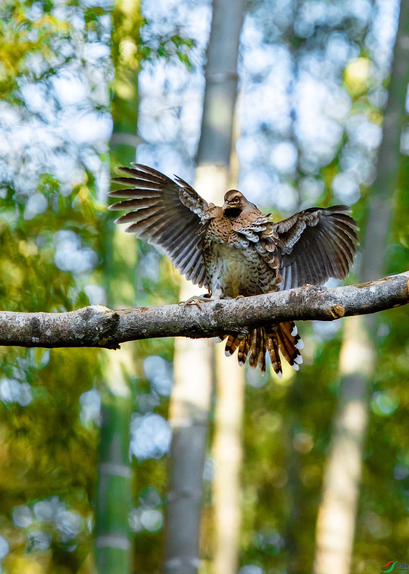 �׾���β�����ƣ�