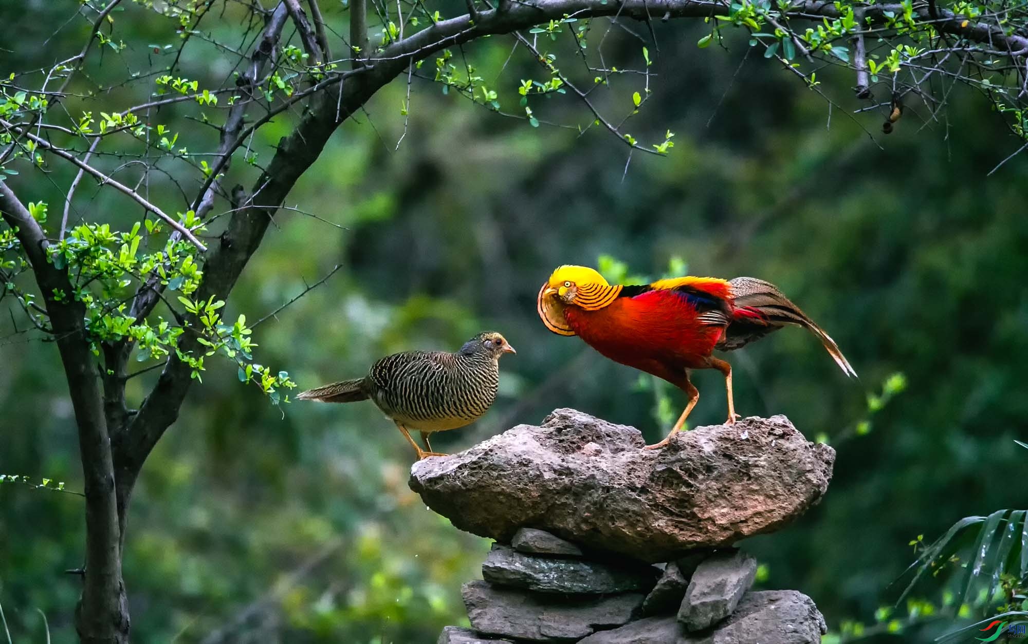 �츹����