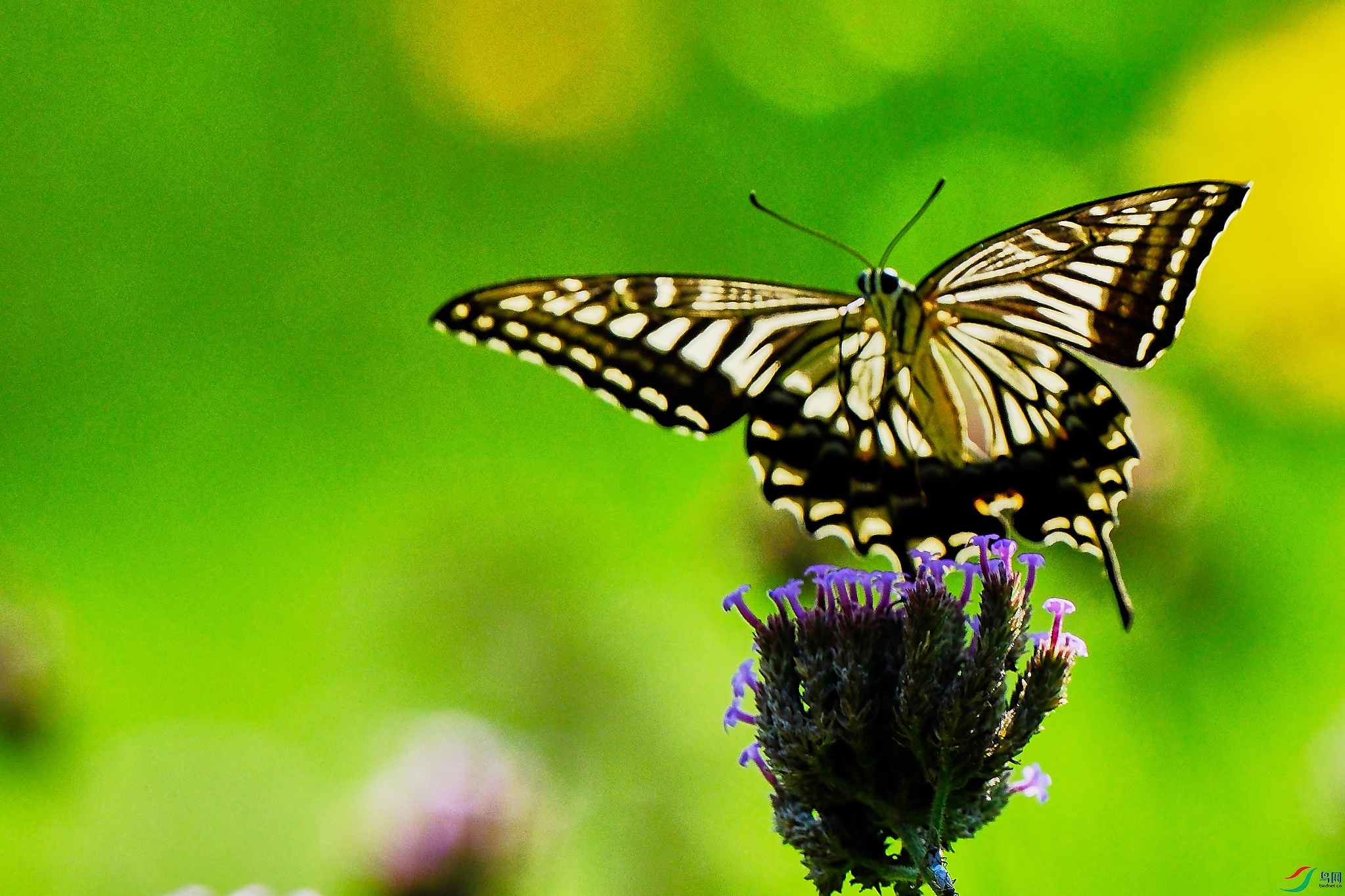 DSCF7258 1.jpg