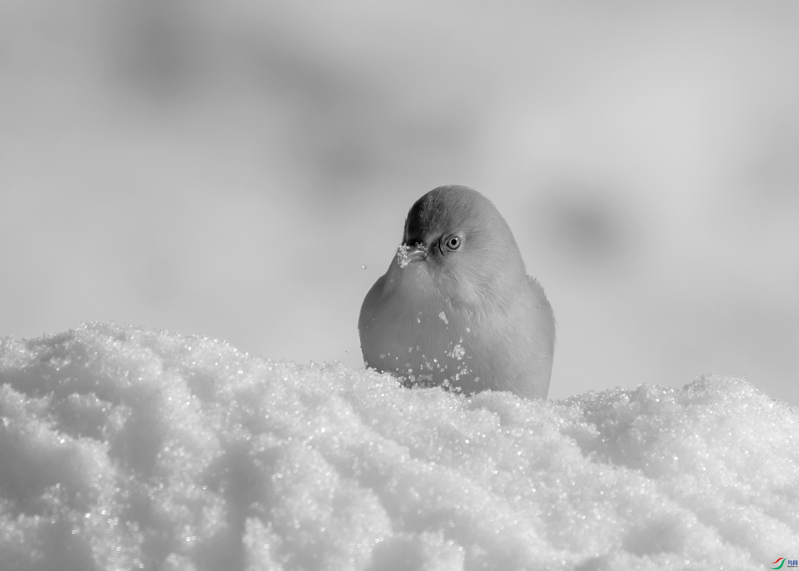 DSC08803 ����.jpg