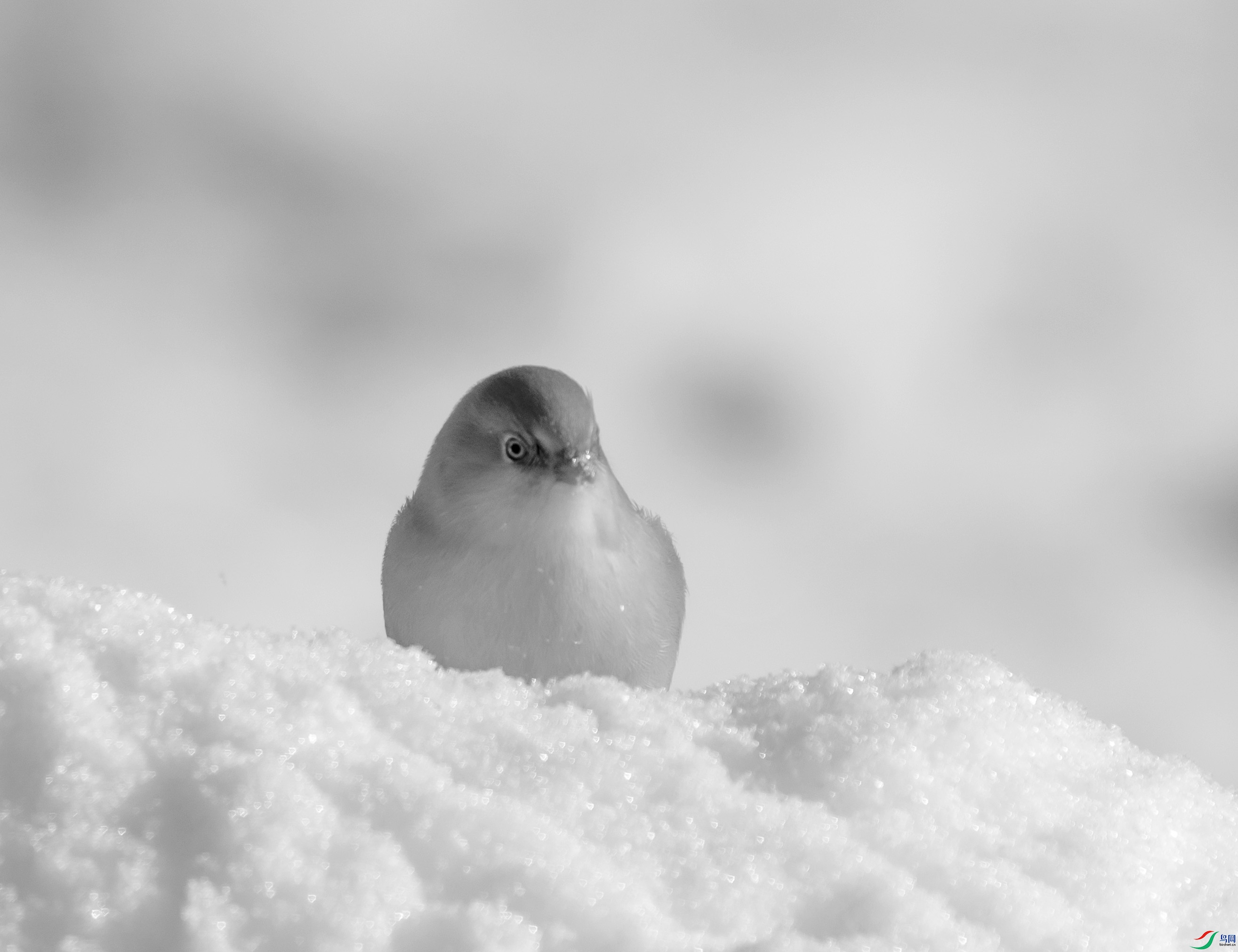 DSC08807 ����.jpg