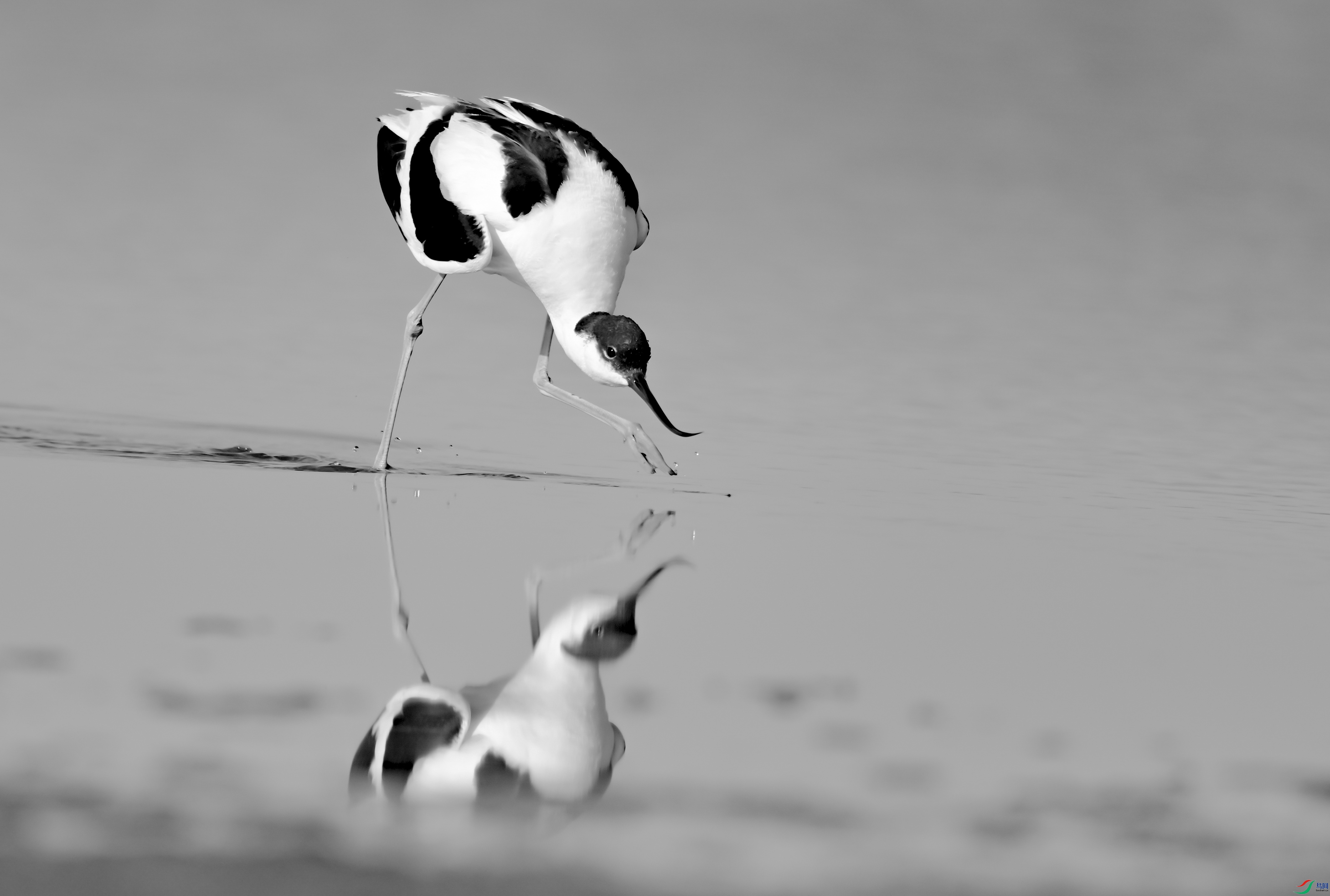 DSC_2617-2.jpg