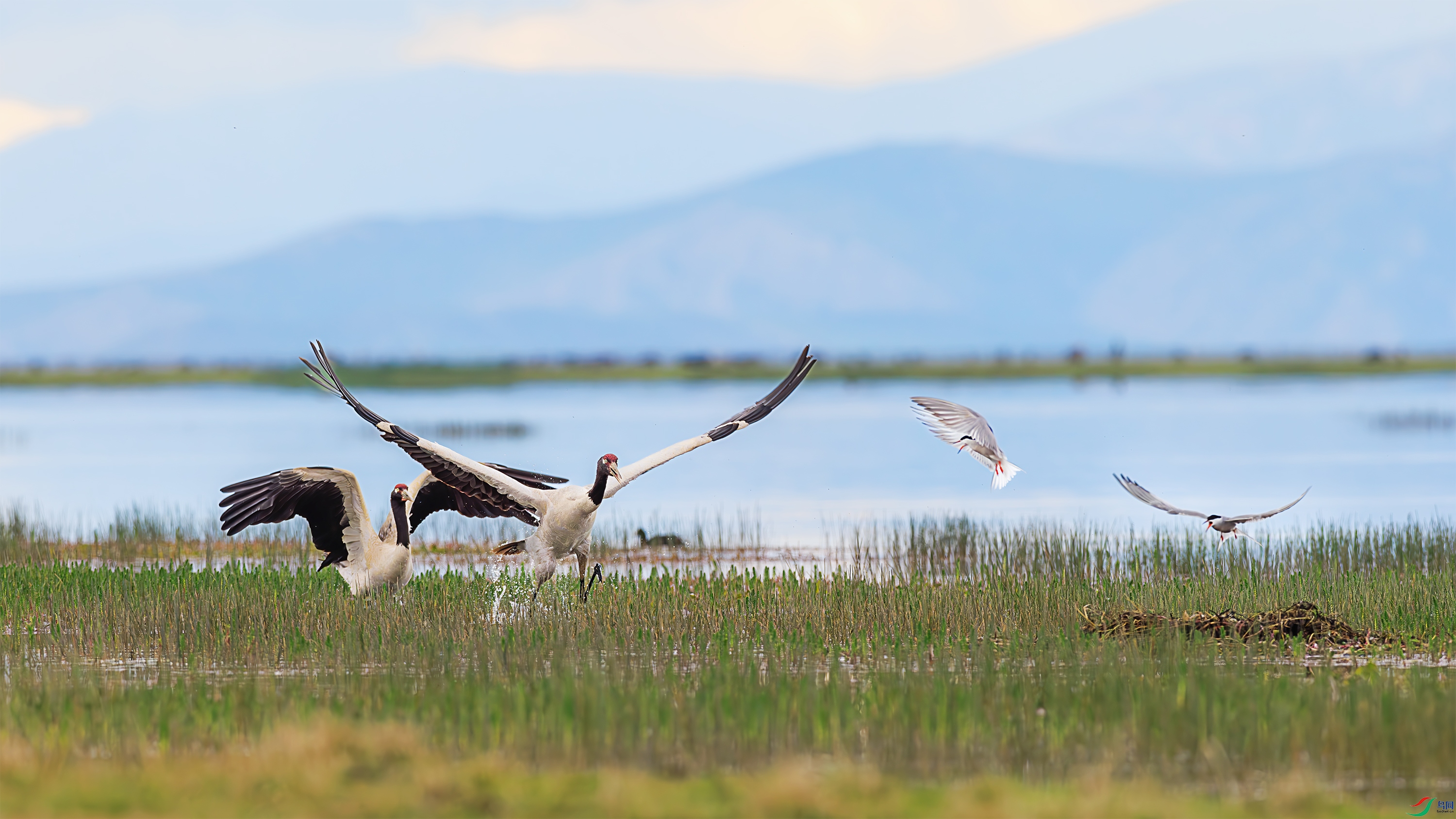 6M0A9169 �����ھ�������Ÿ�ĺ��ϼ�ս��������ʱ��;2024��6��13�ա�������Ĵ�ʡ�������������أ��Ƴ�ı-�绰18909191088.jpg