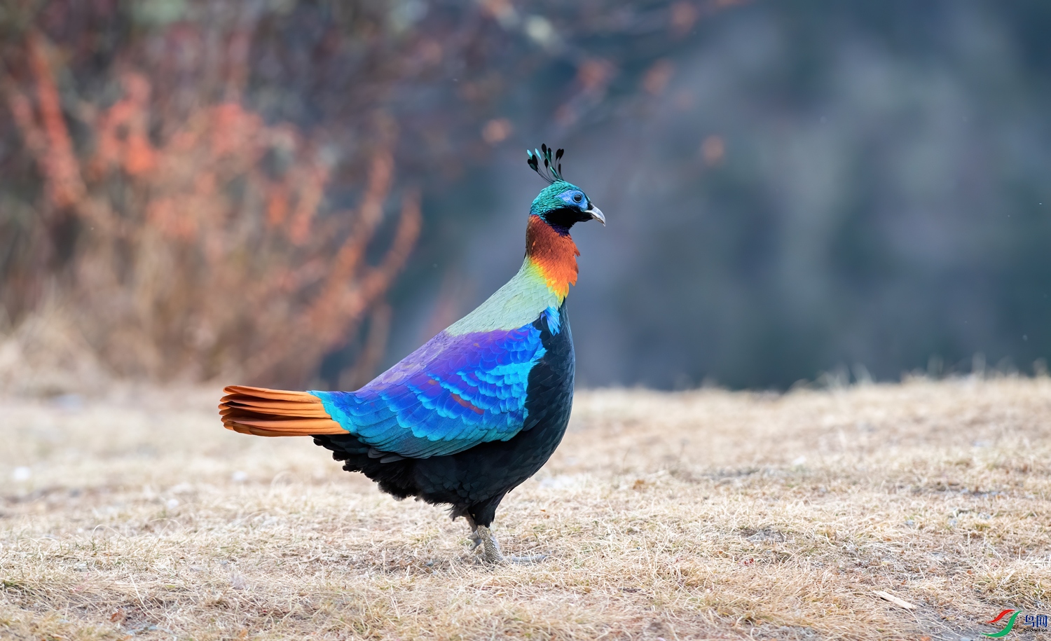 DSC_9155-1.jpg