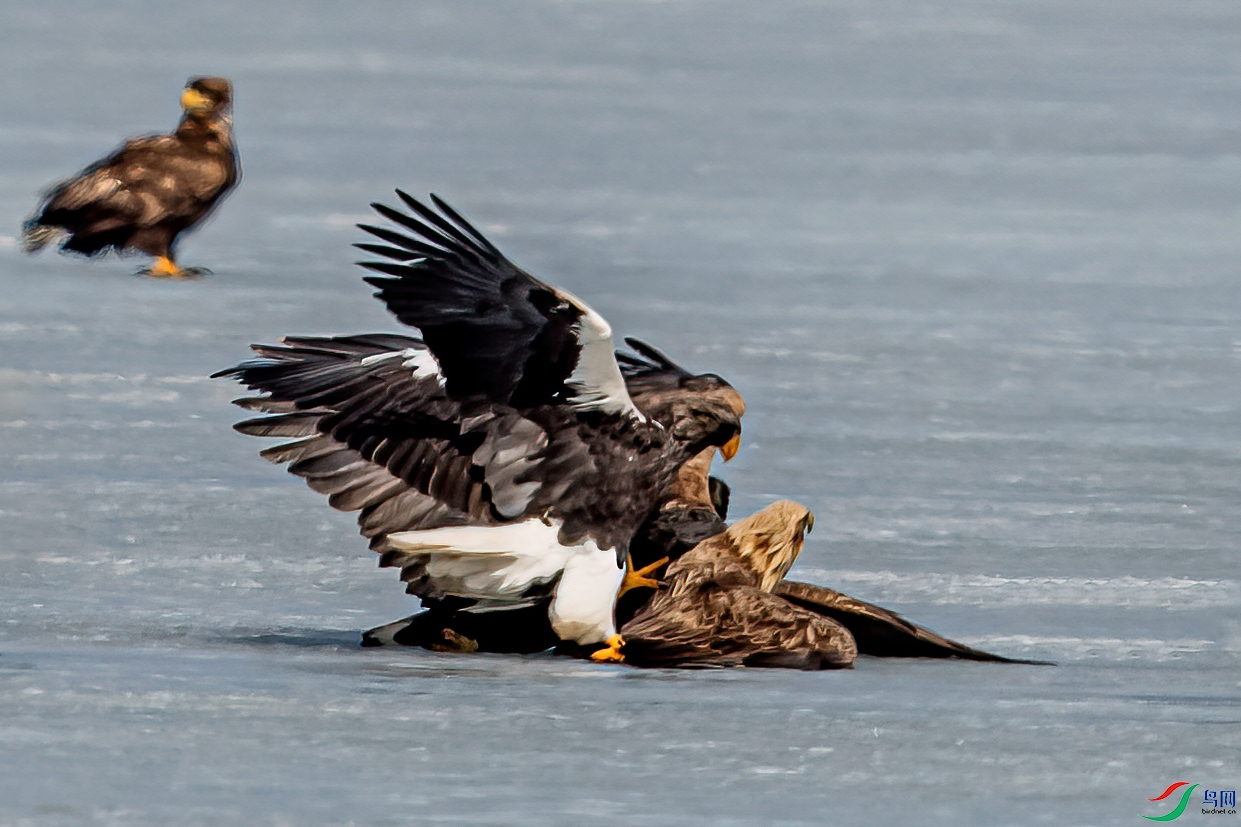 _DSC2815-11.jpg