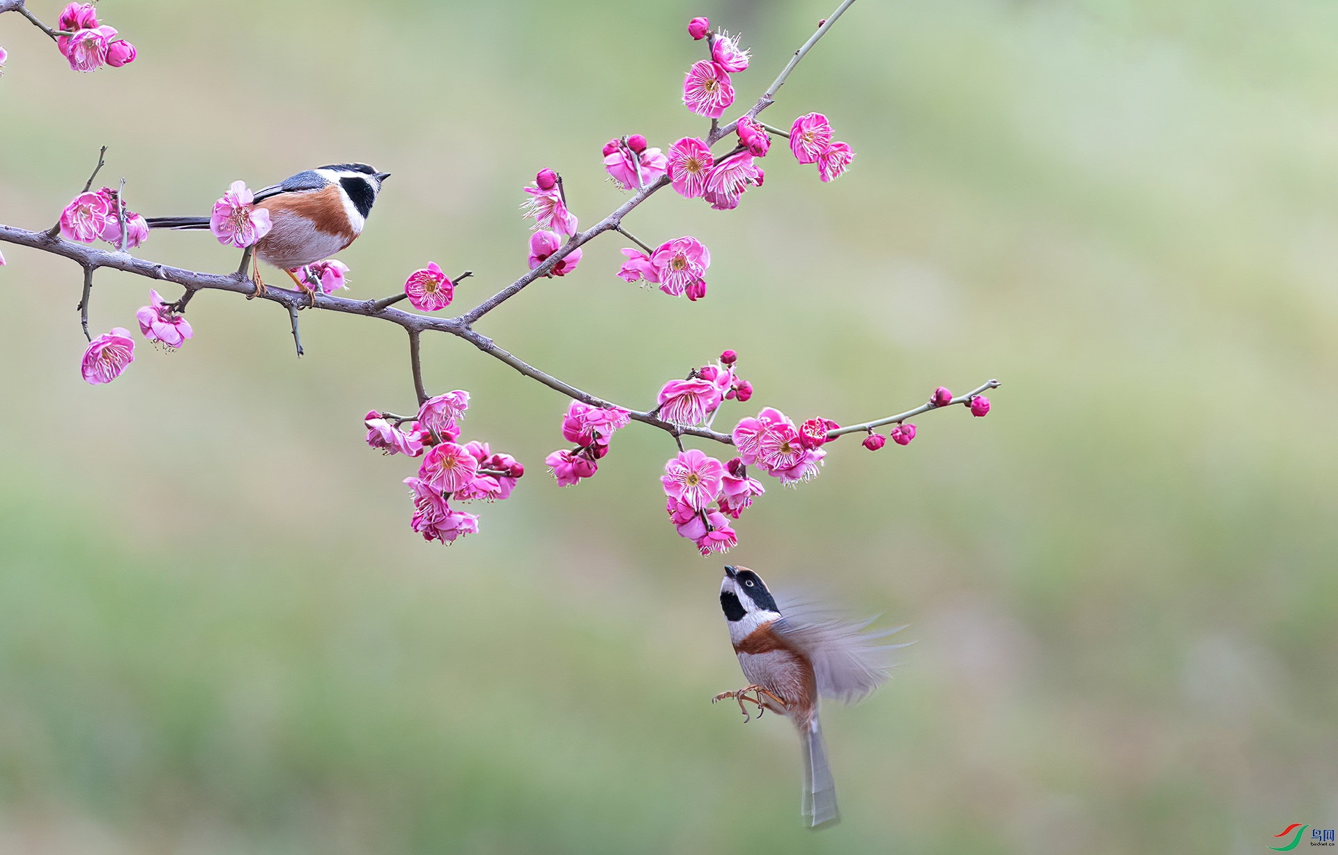 060A0138 ����-Sh----1 .jpg