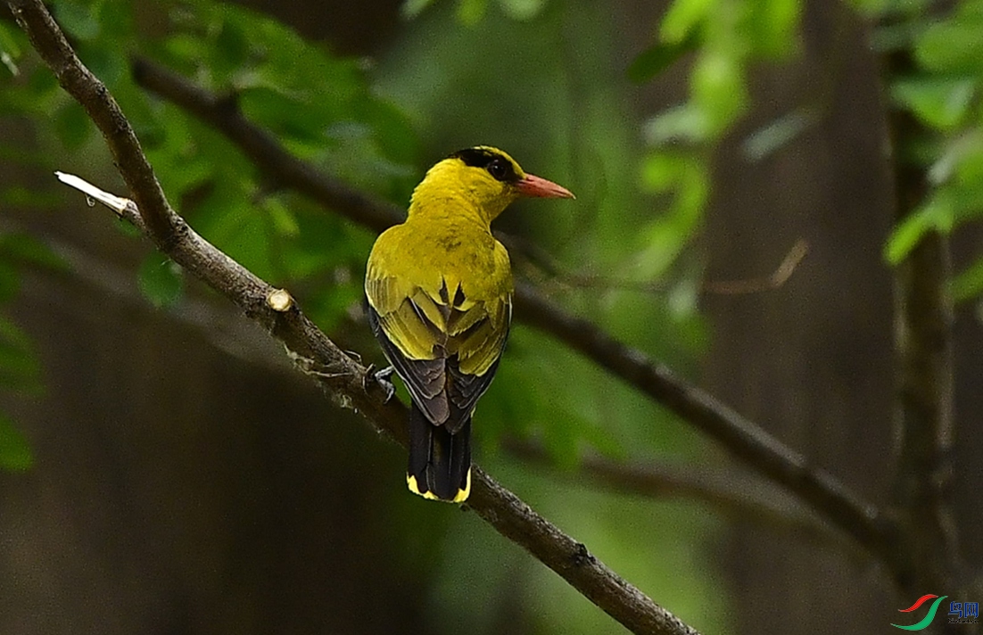 �������ҺΣ�