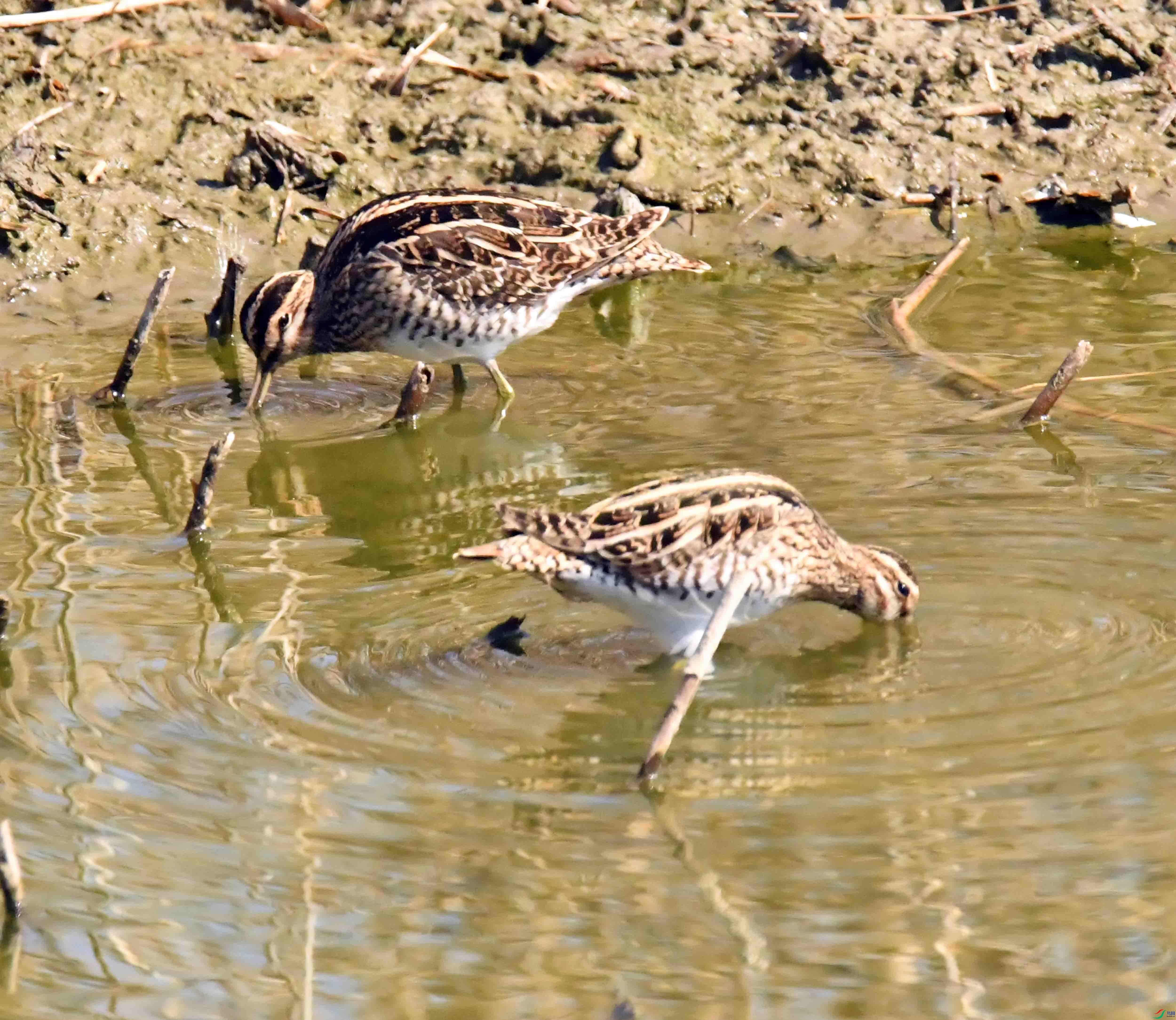 DSC_1481.JPG