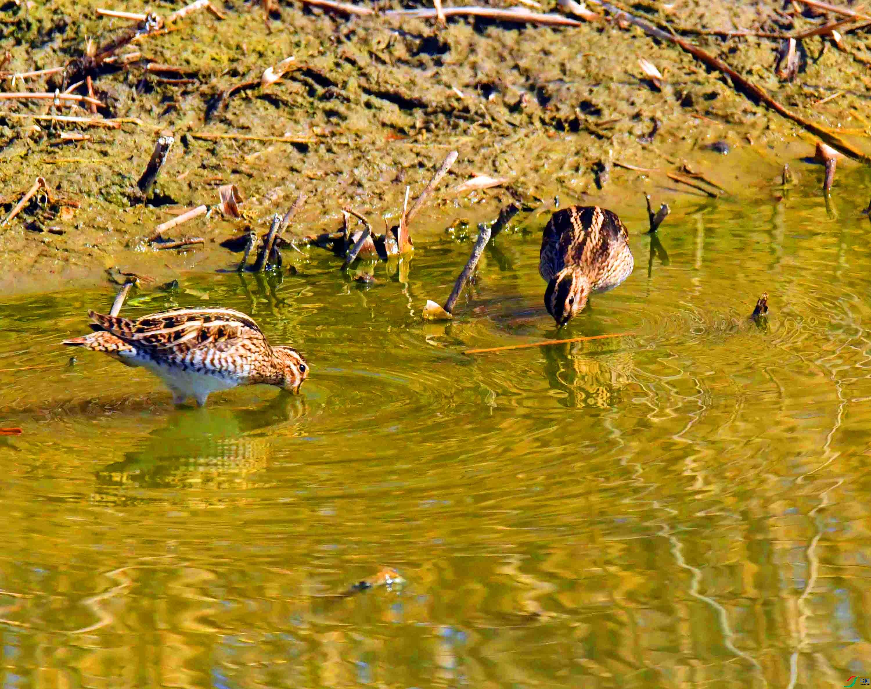 DSC_1489.JPG