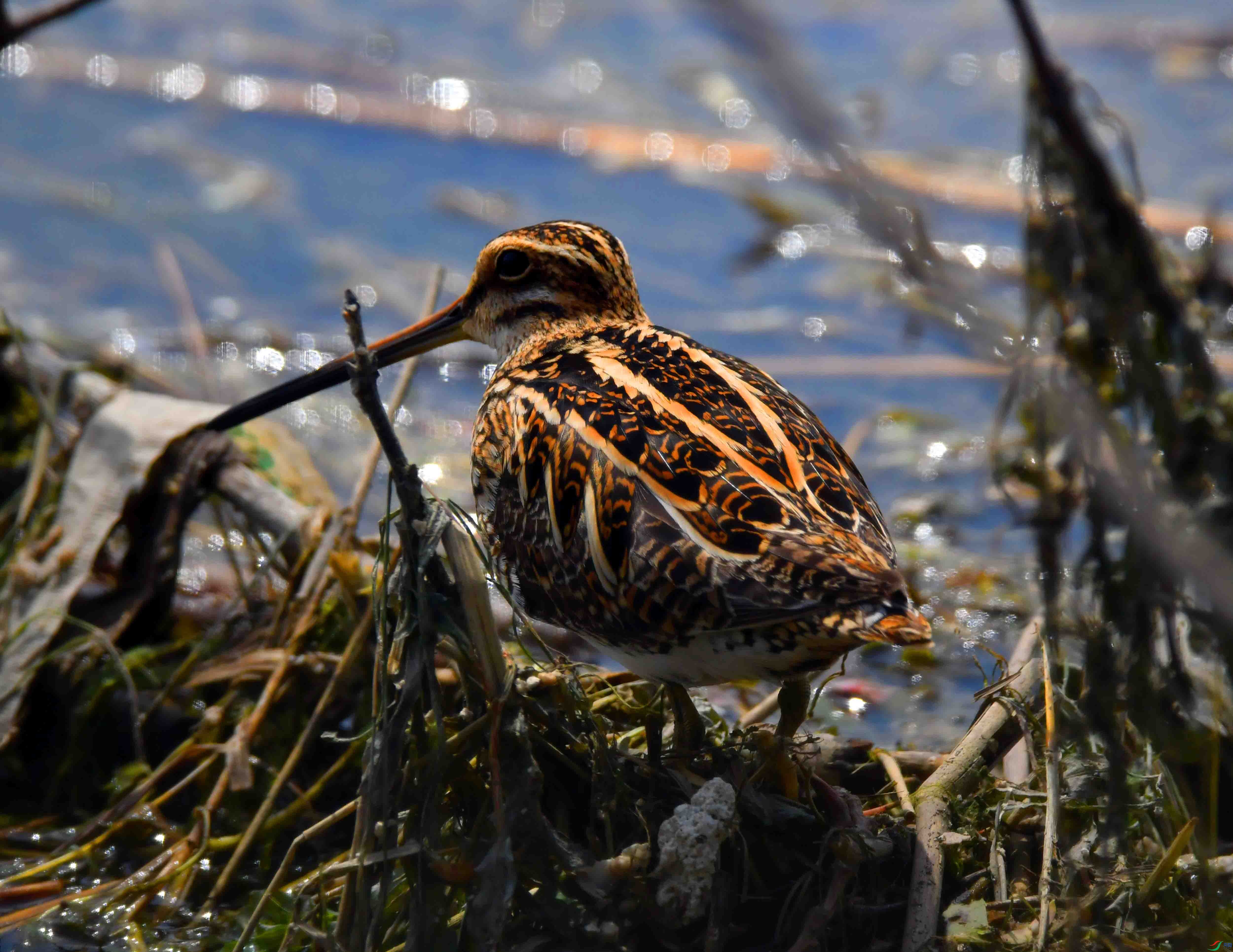 DSC_2648.JPG