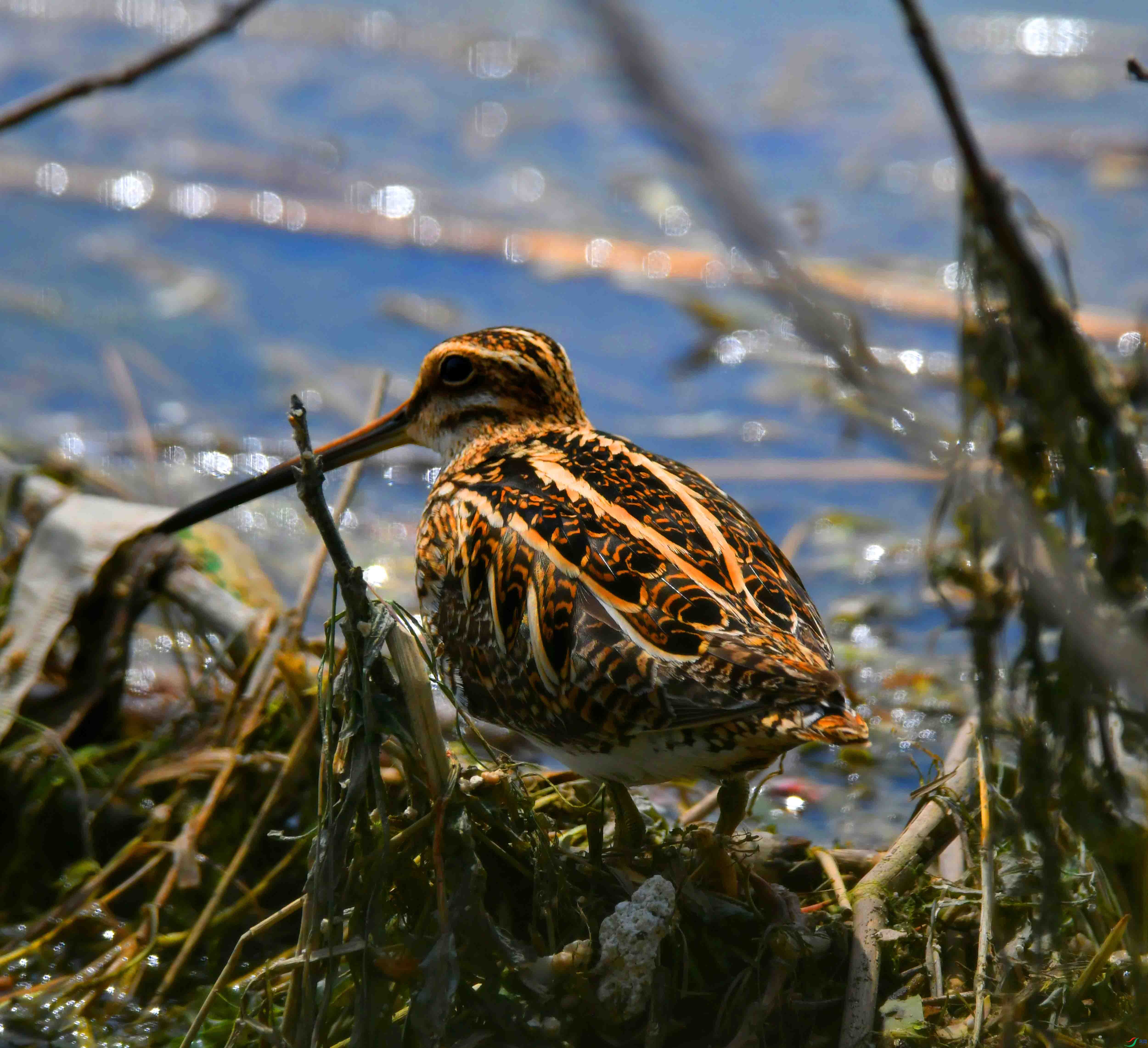 DSC_2647.JPG