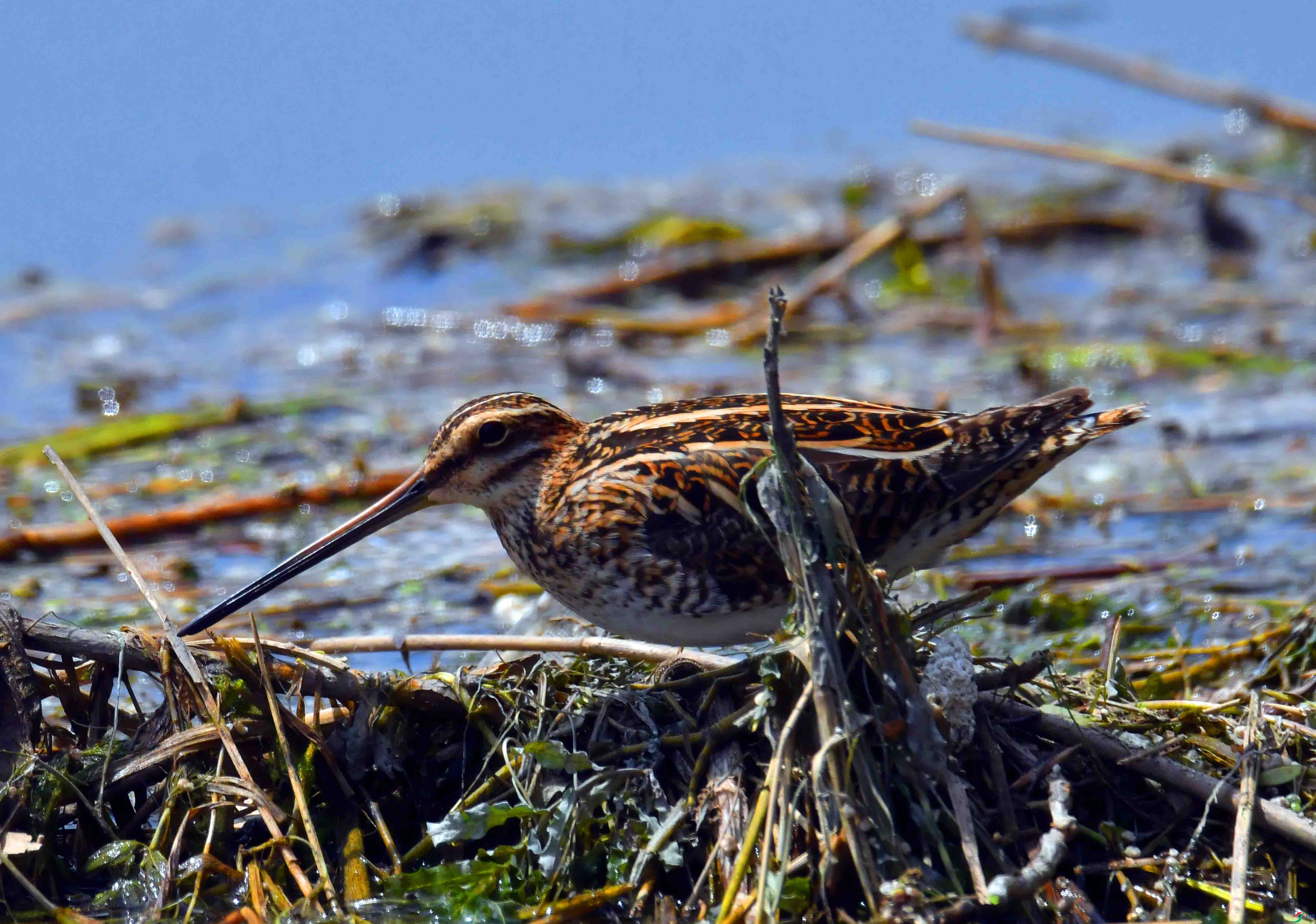 DSC_2674.JPG