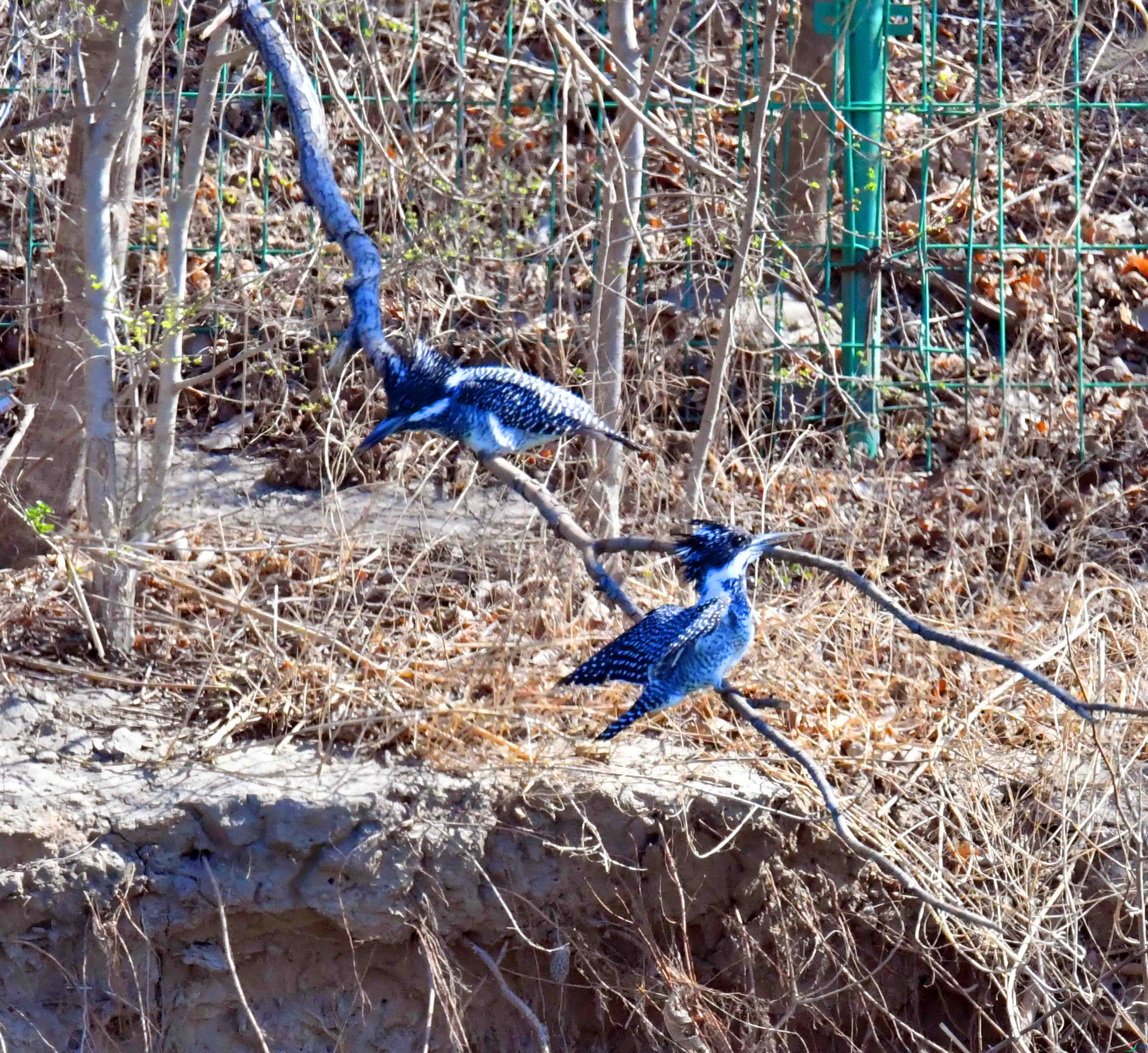 DSC_8574.JPG