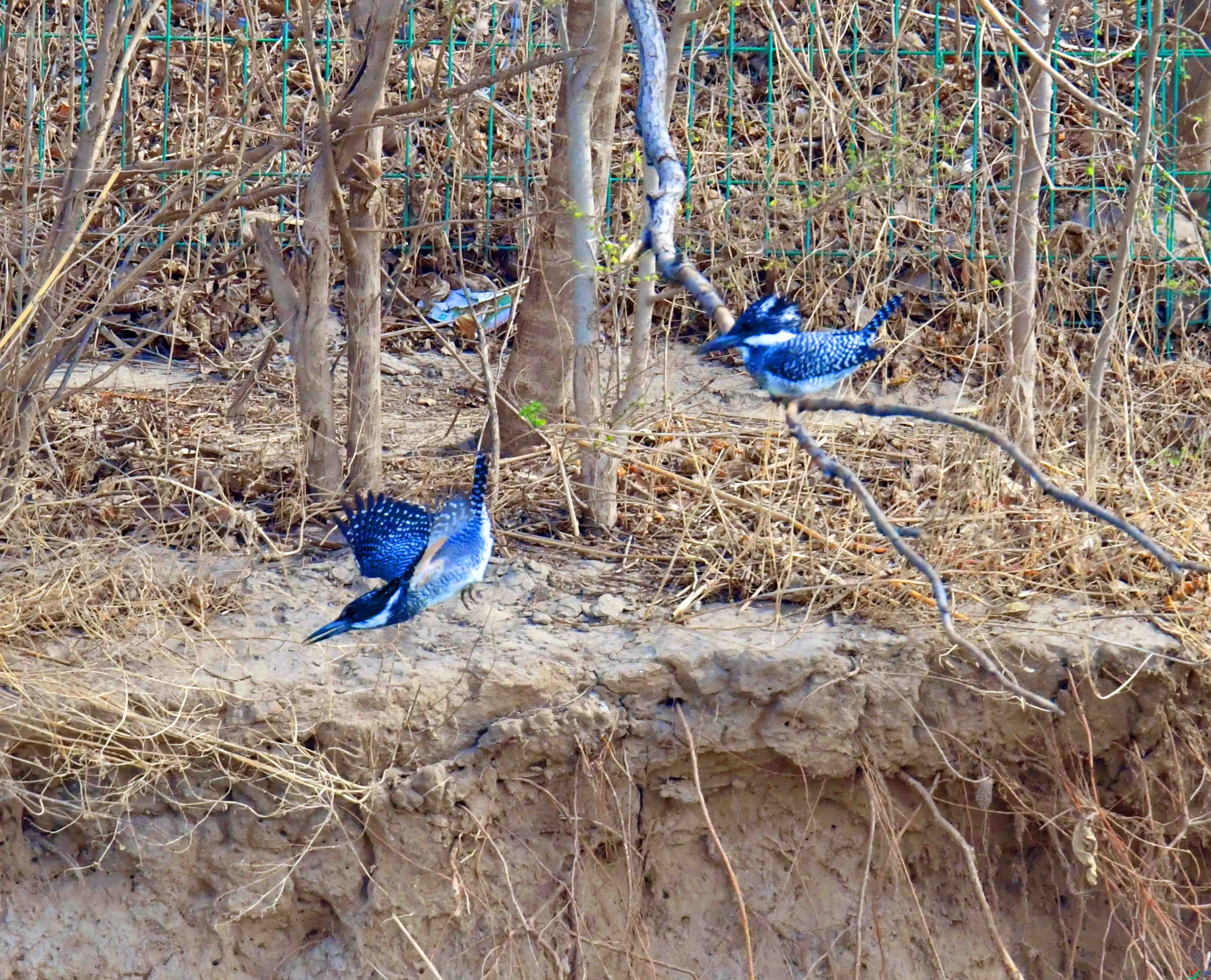 DSC_9263.JPG