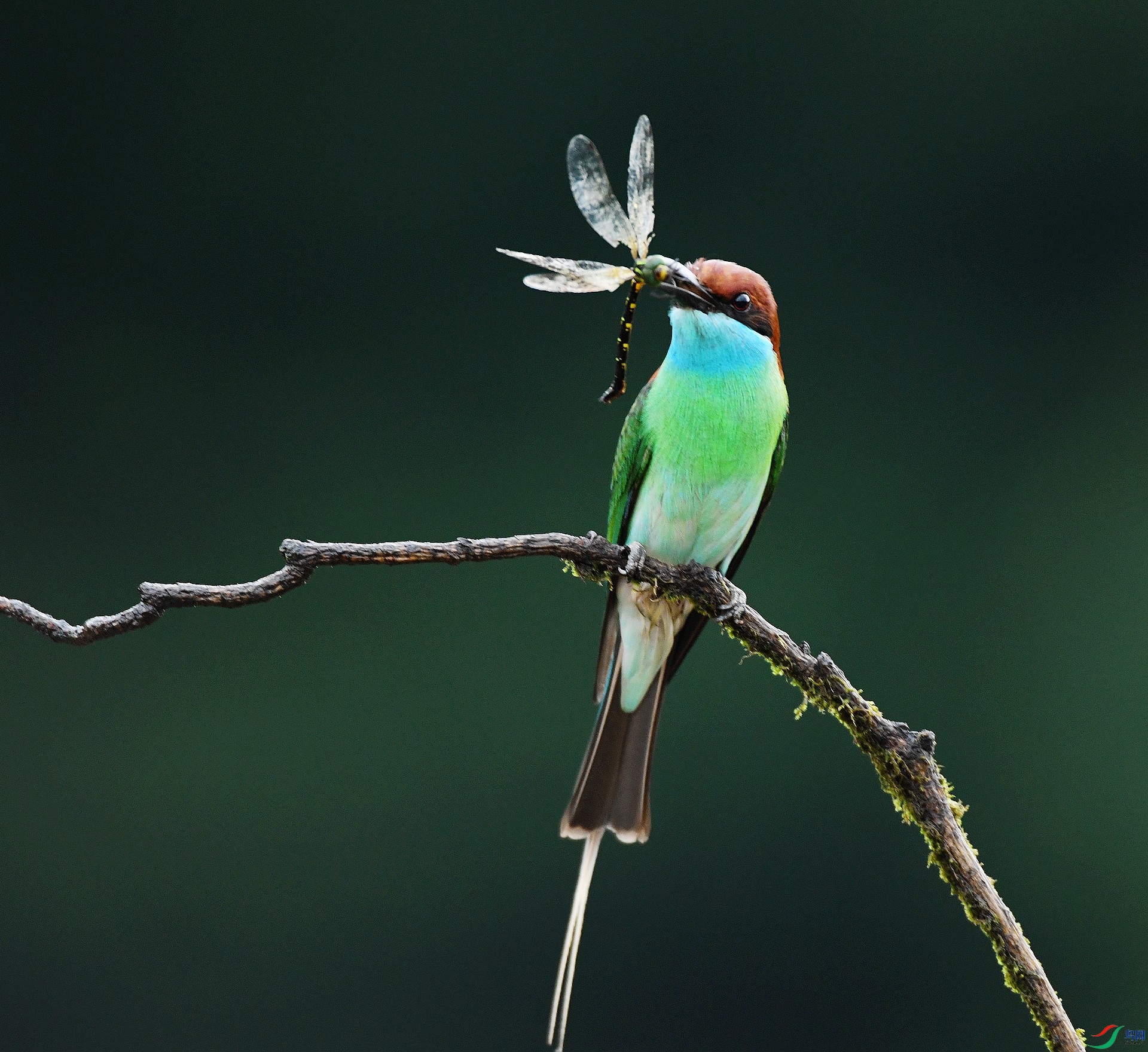 DSC_3234.jpg