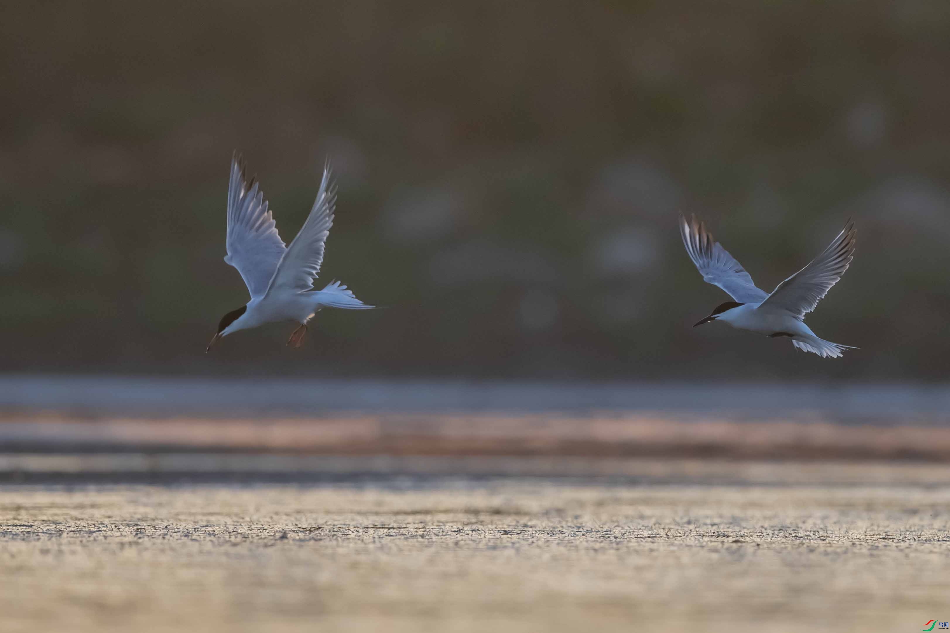 DSC_7299 ����.jpg