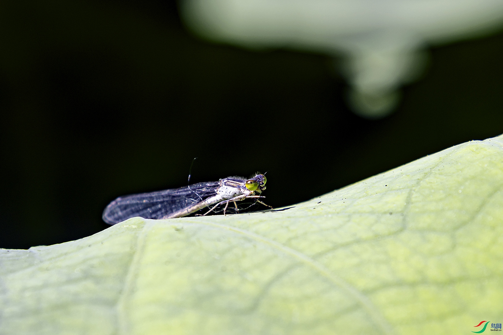 _5LM8129a.jpg