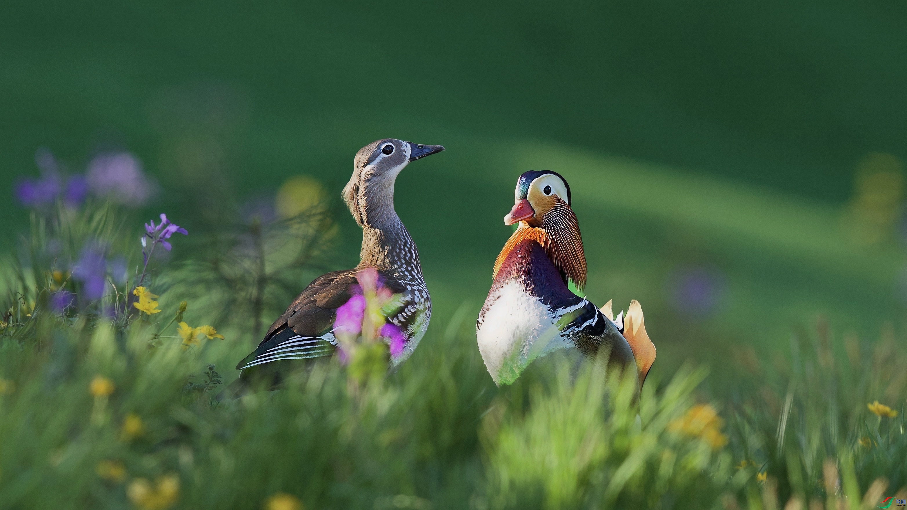 �����ع⣨ԧ�죩