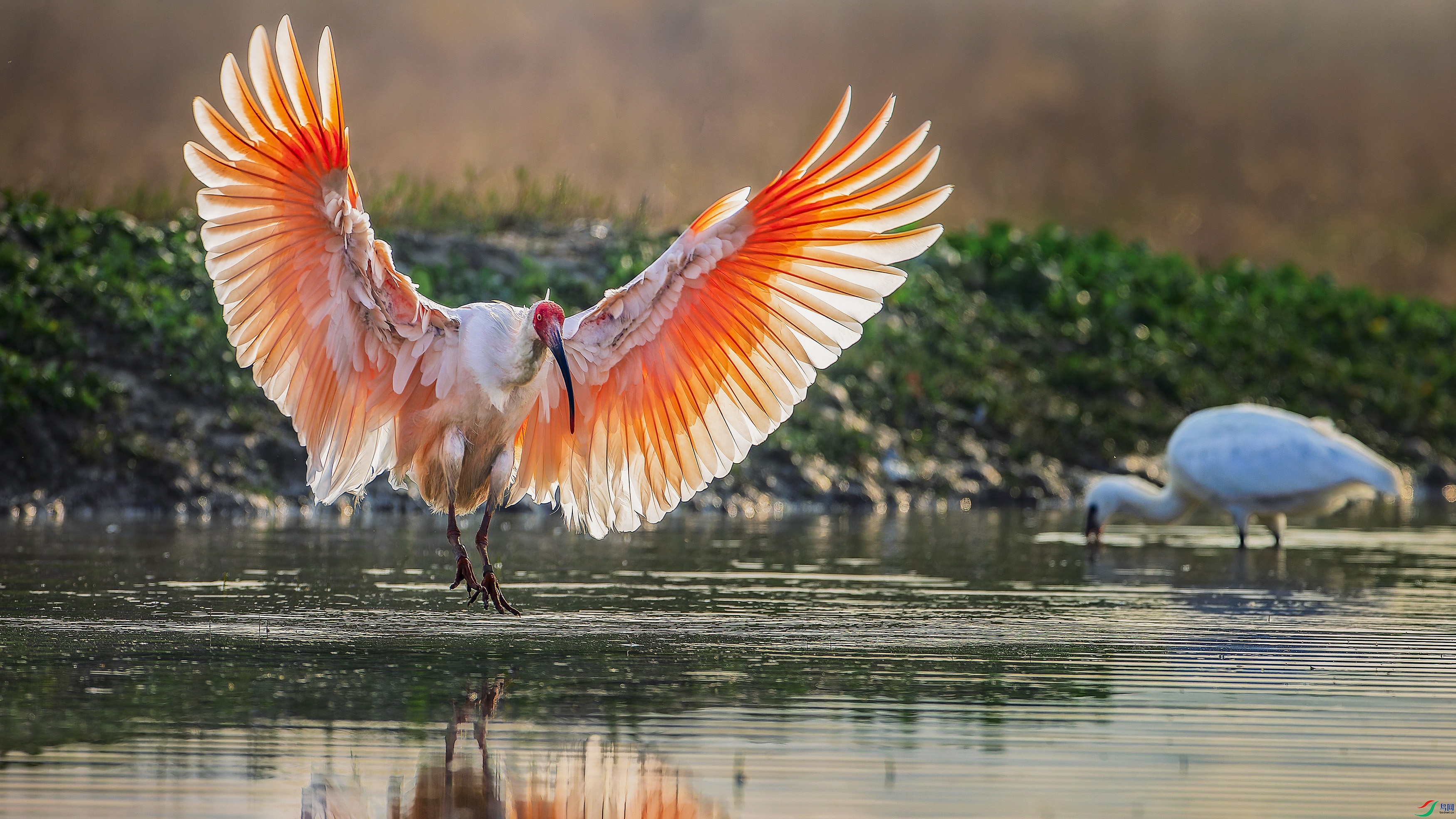 ������չ�岨��