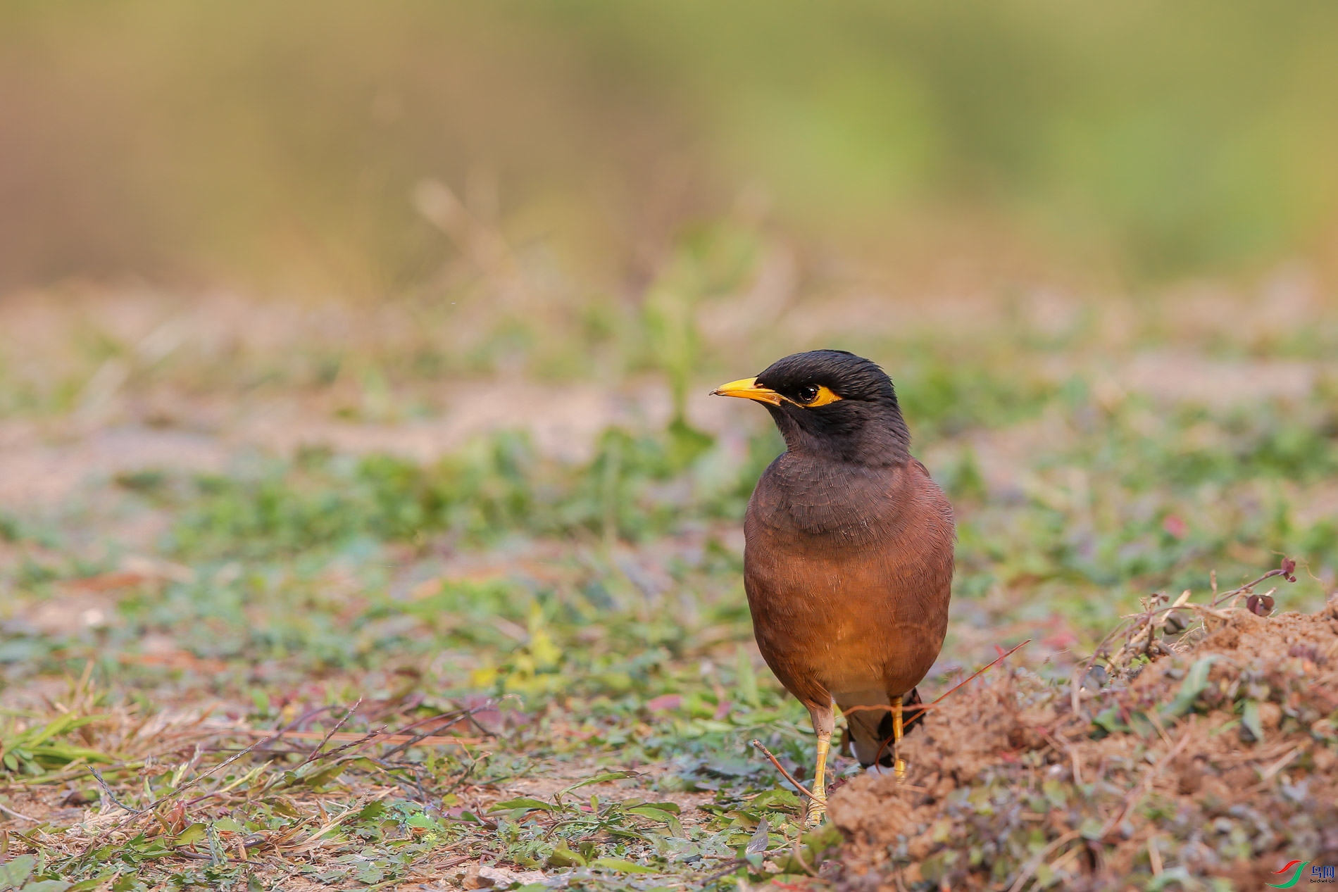 AQ4P0443-1.jpg