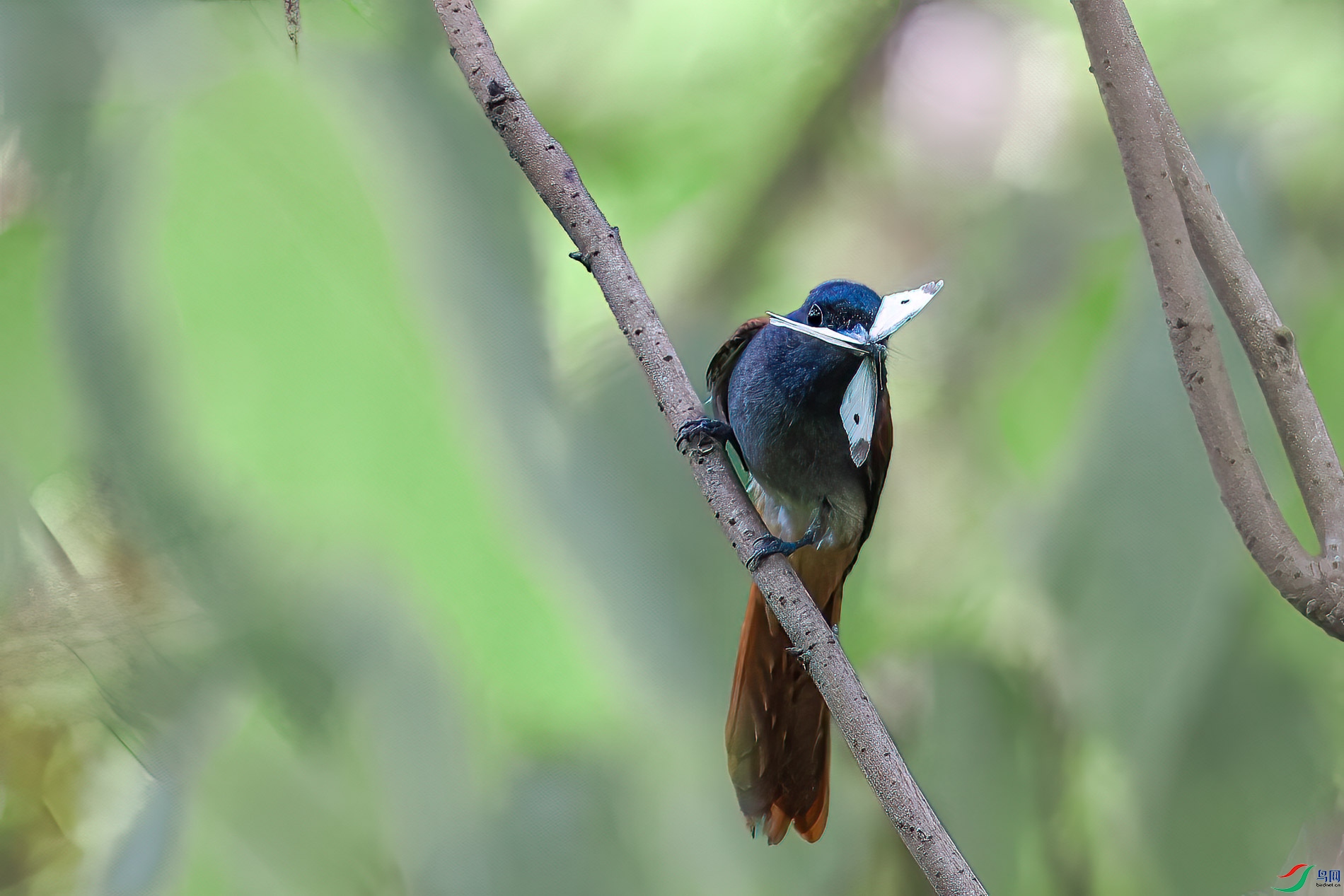 AQ4P0461-1.jpg