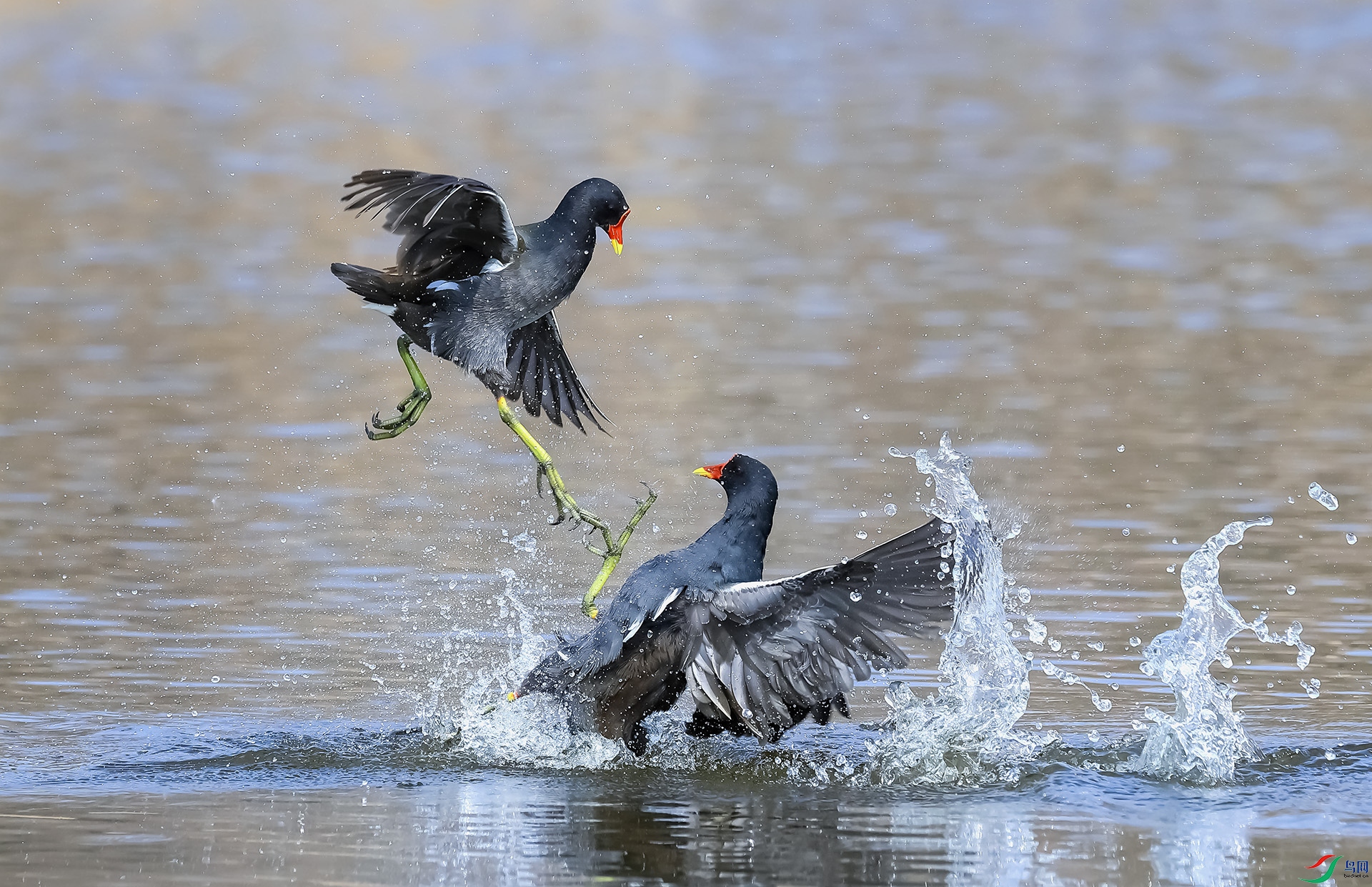 0c5d0f1503eafb333799f7a8c9f96dc.jpg