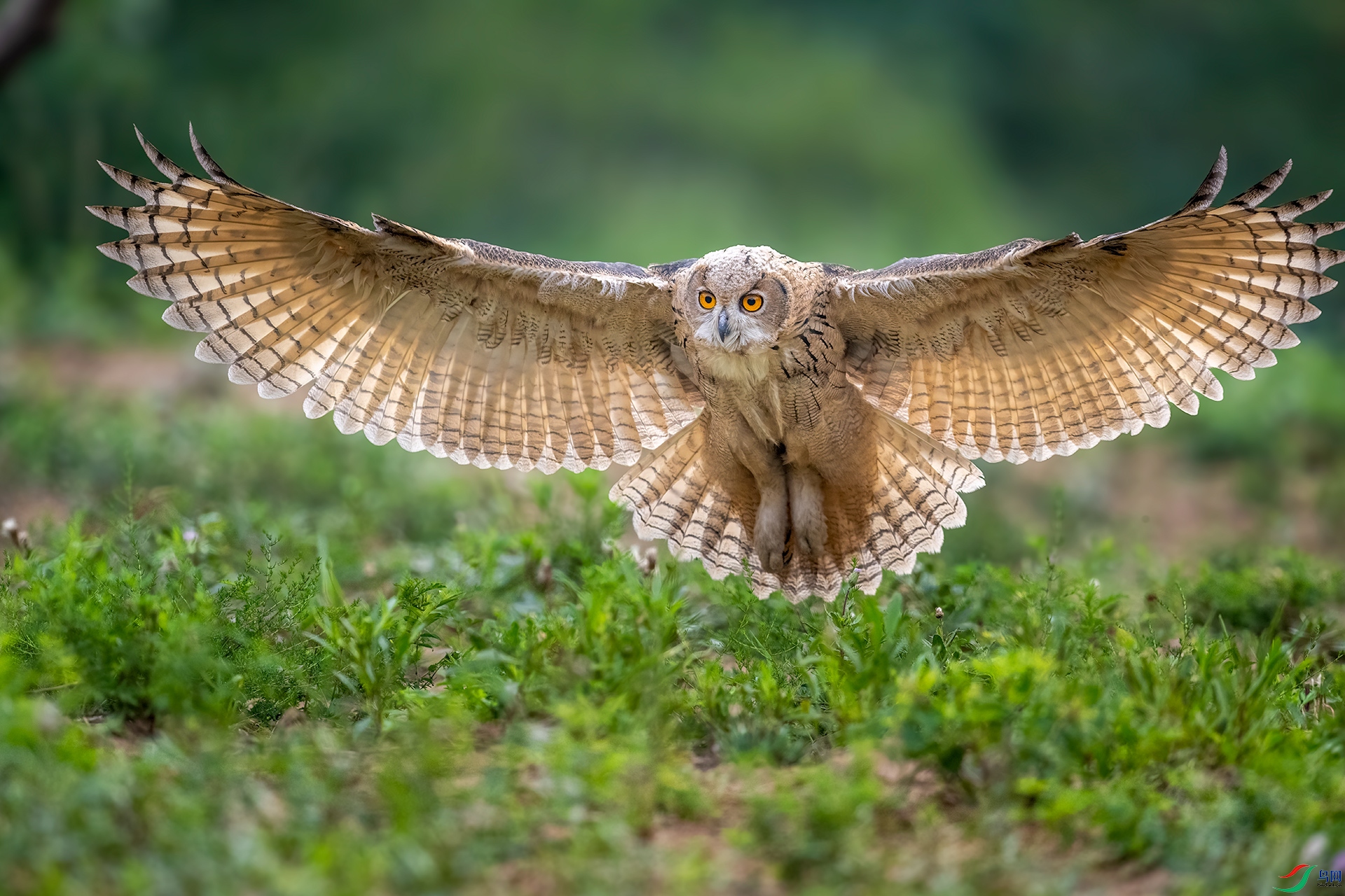 DSC_7454-1.jpg