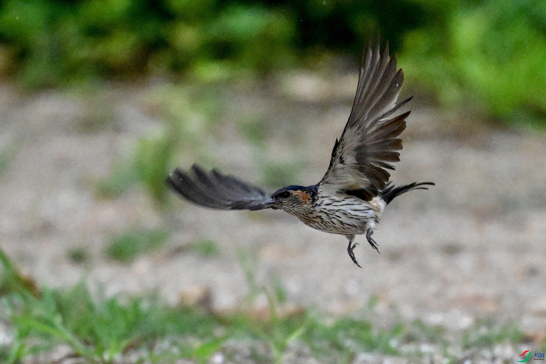 DSC_4271.JPG
