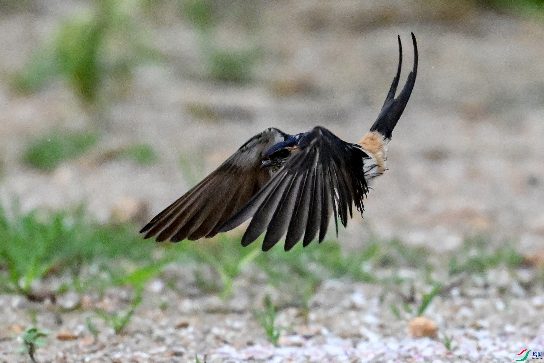 DSC_4270.JPG